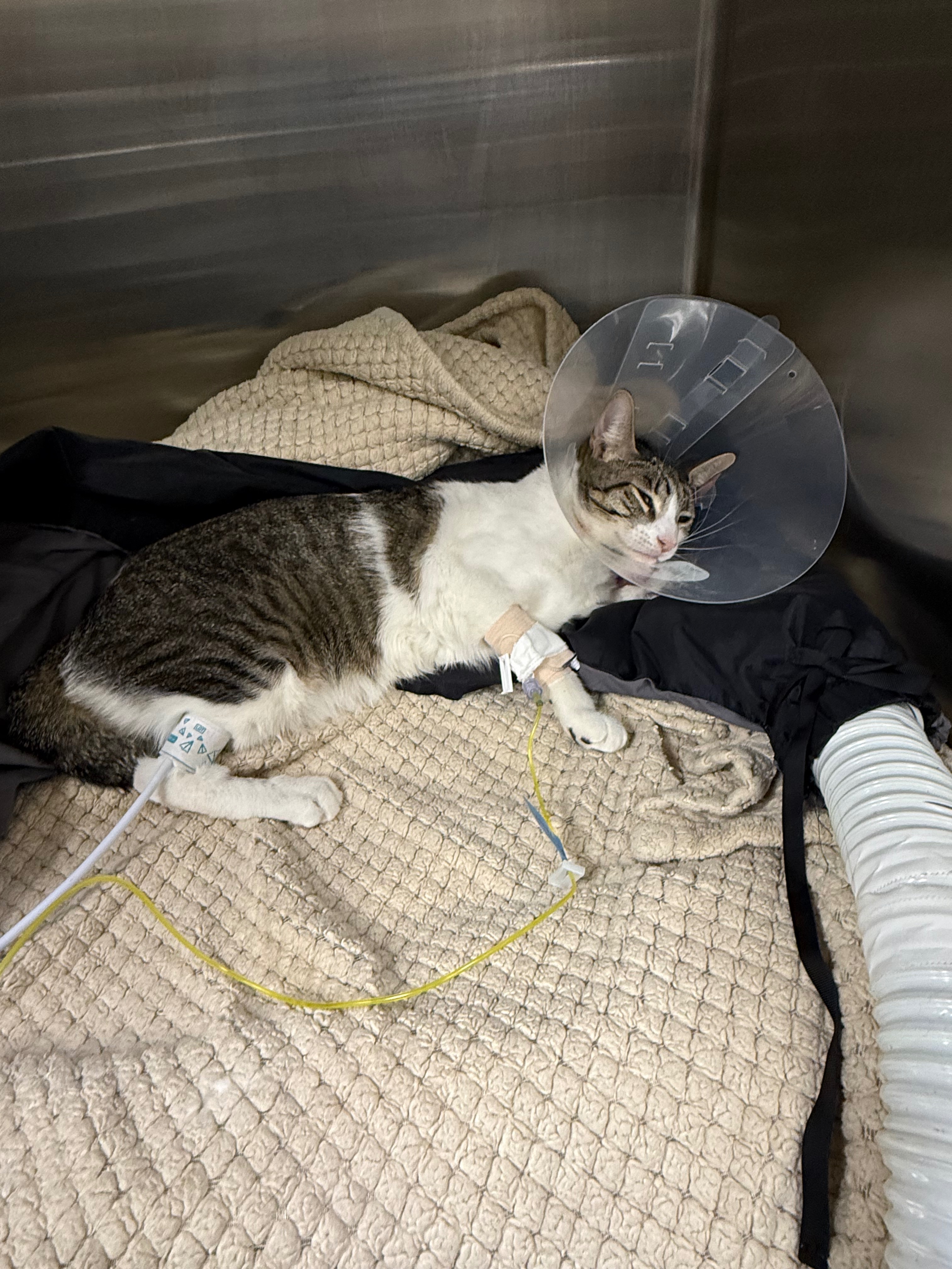 Stolen and Injured Cat Recovery Costs campaign photo, 7 of 8