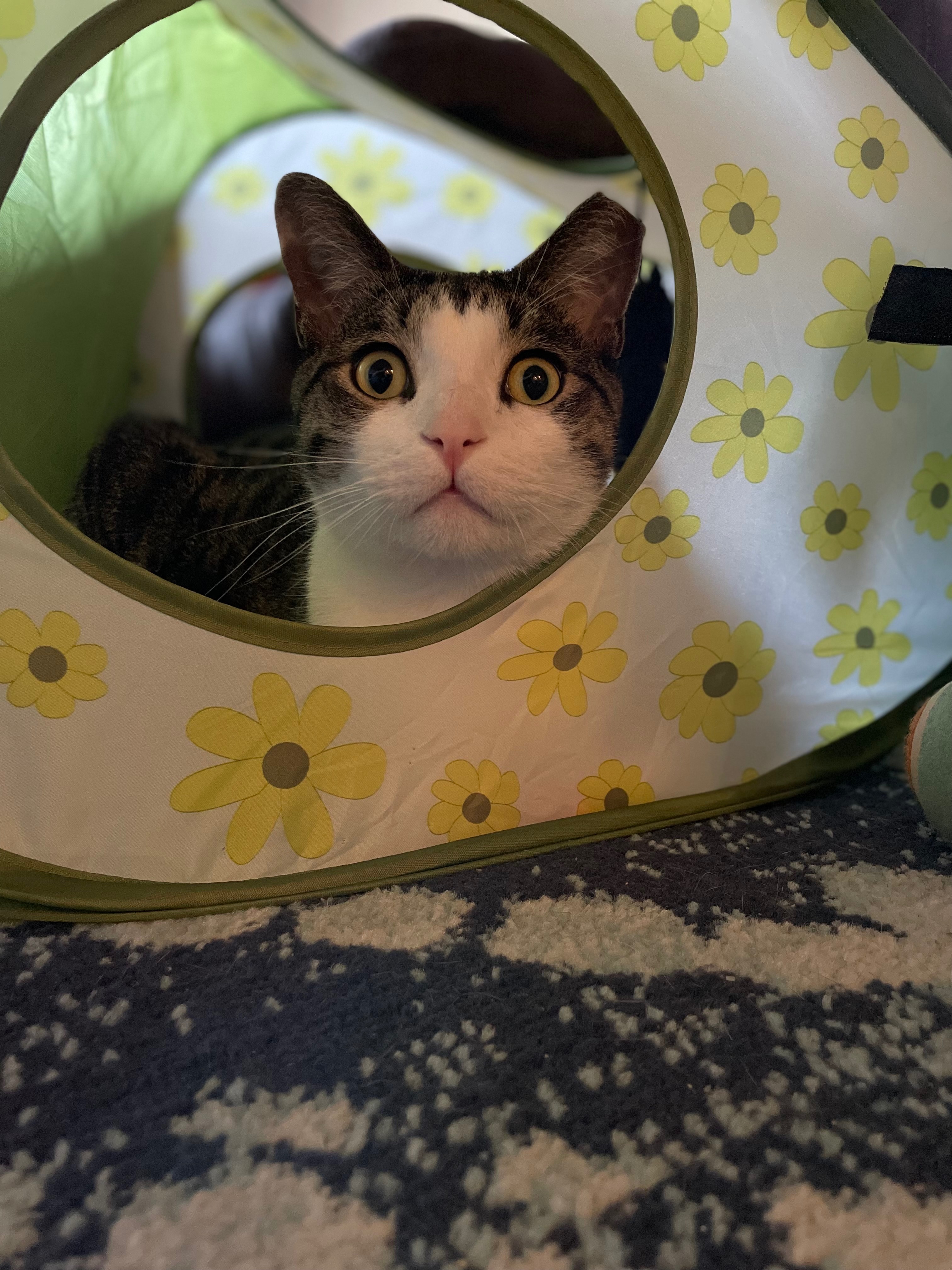 Stolen and Injured Cat Recovery Costs campaign photo, 2 of 8