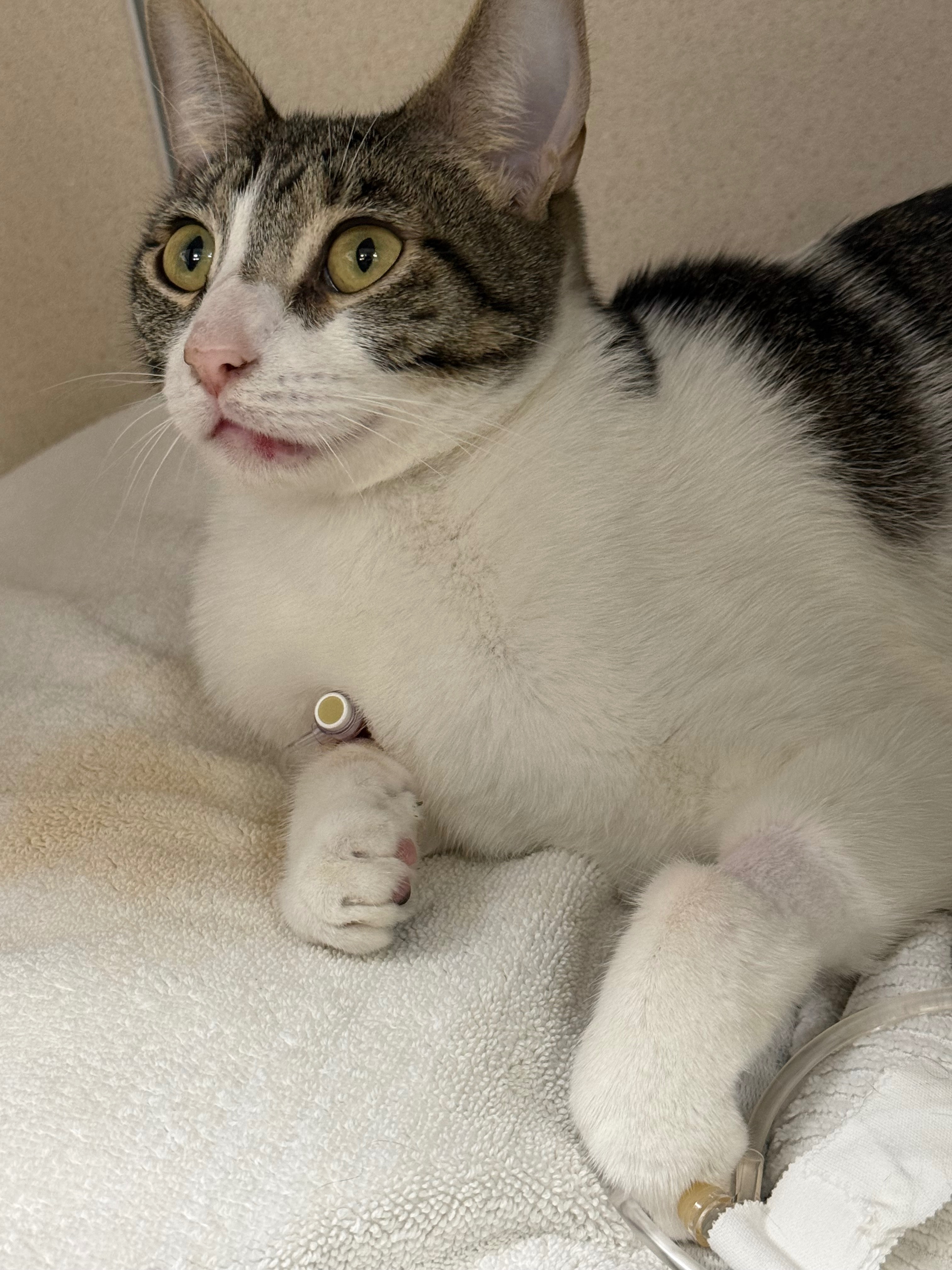 Stolen and Injured Cat Recovery Costs campaign photo, 5 of 8