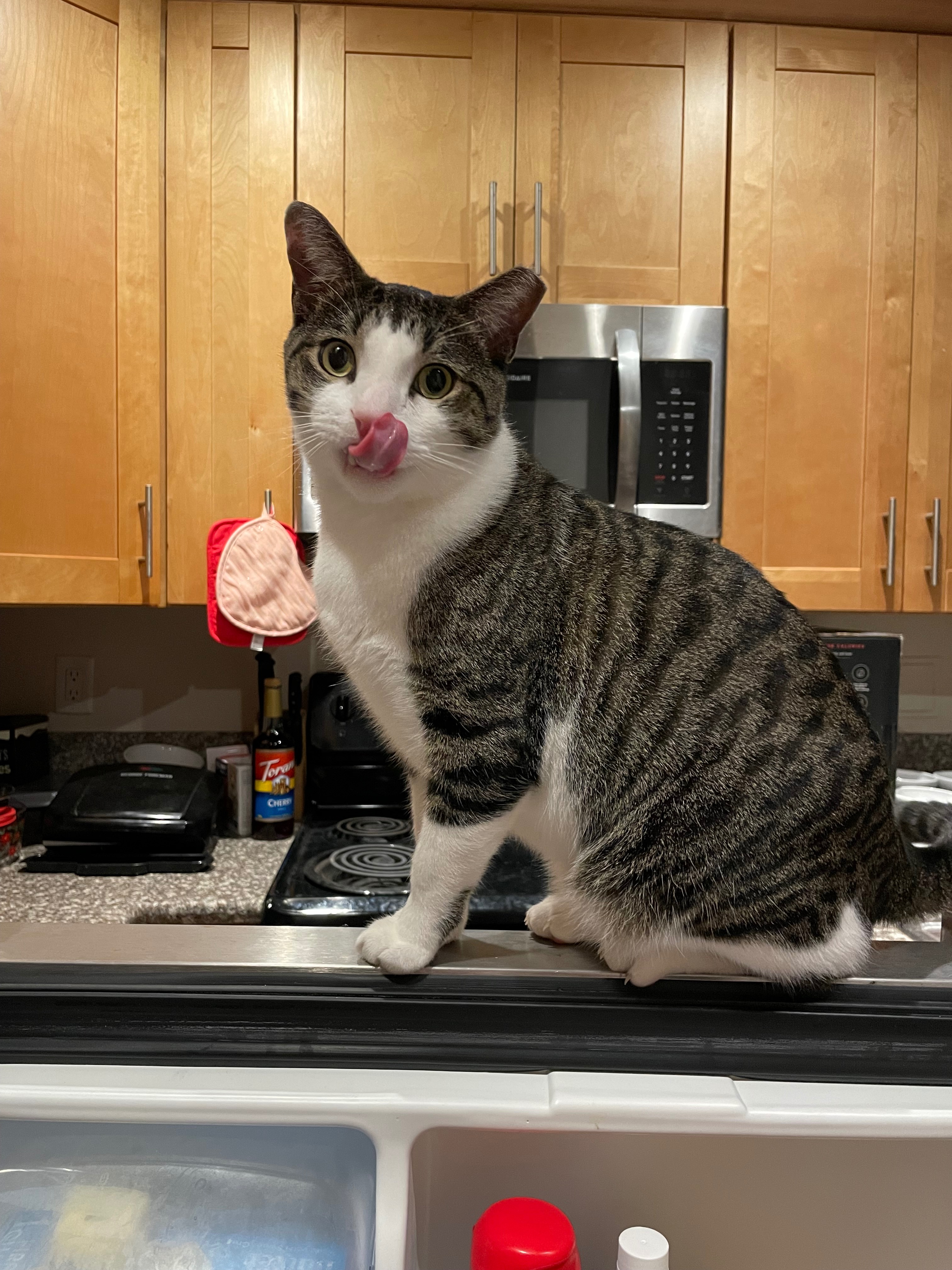 Stolen and Injured Cat Recovery Costs campaign photo, 6 of 8