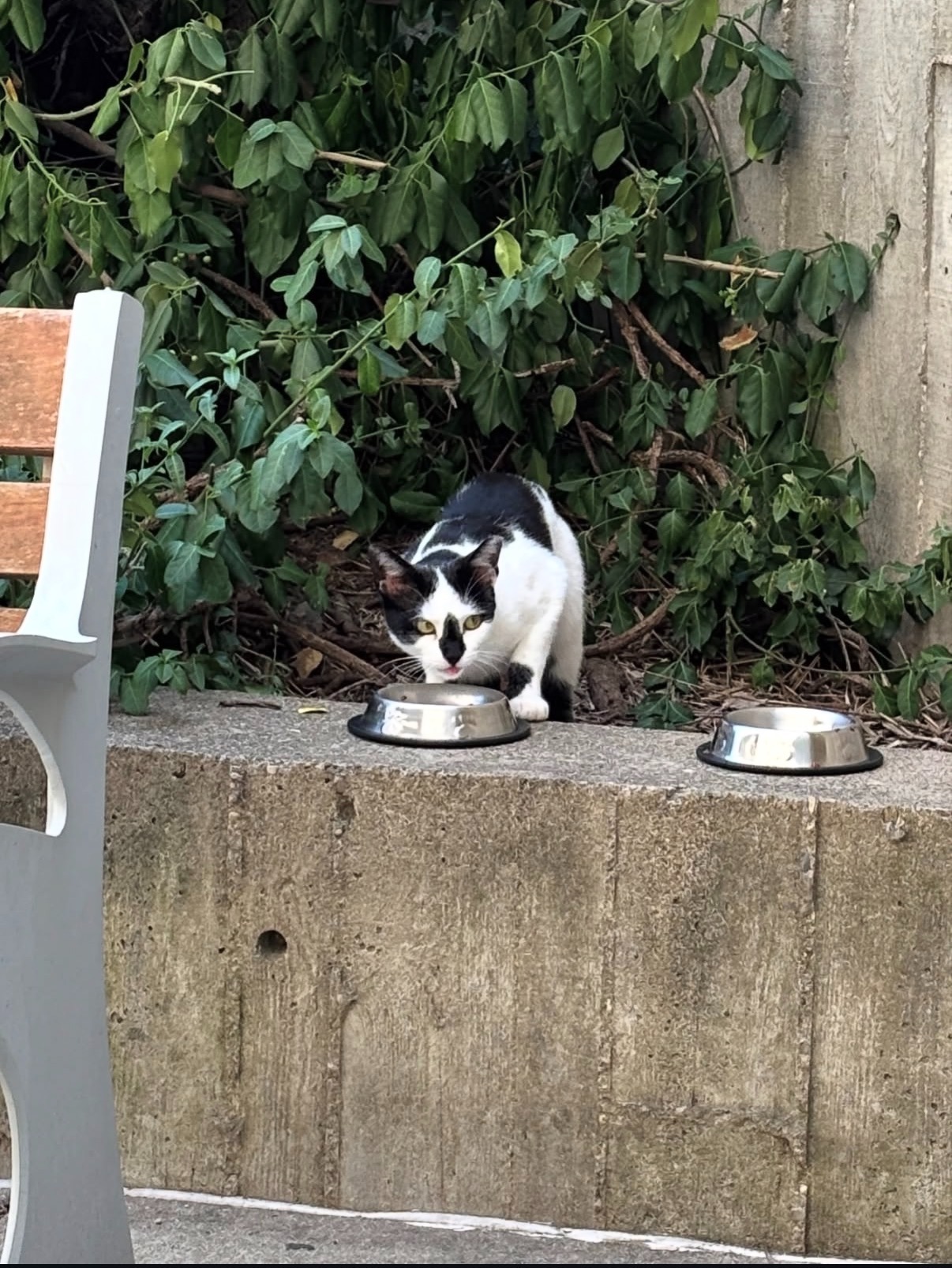 Support the NKU Cat Colony campaign photo, 7 of 8
