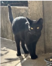 Support the NKU Cat Colony campaign photo, 4 of 8