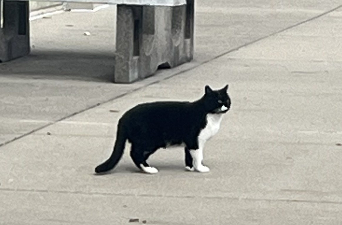 Support the NKU Cat Colony campaign photo, 5 of 8