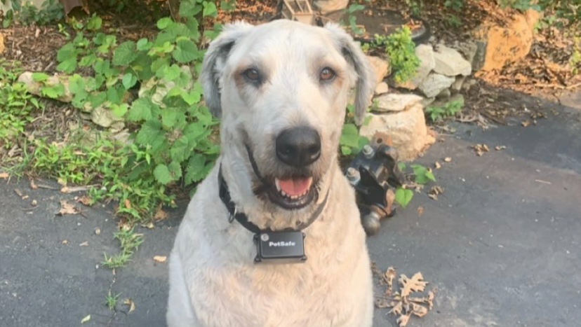 A living Miracle: Help save Haavi from a Predator Attack photo