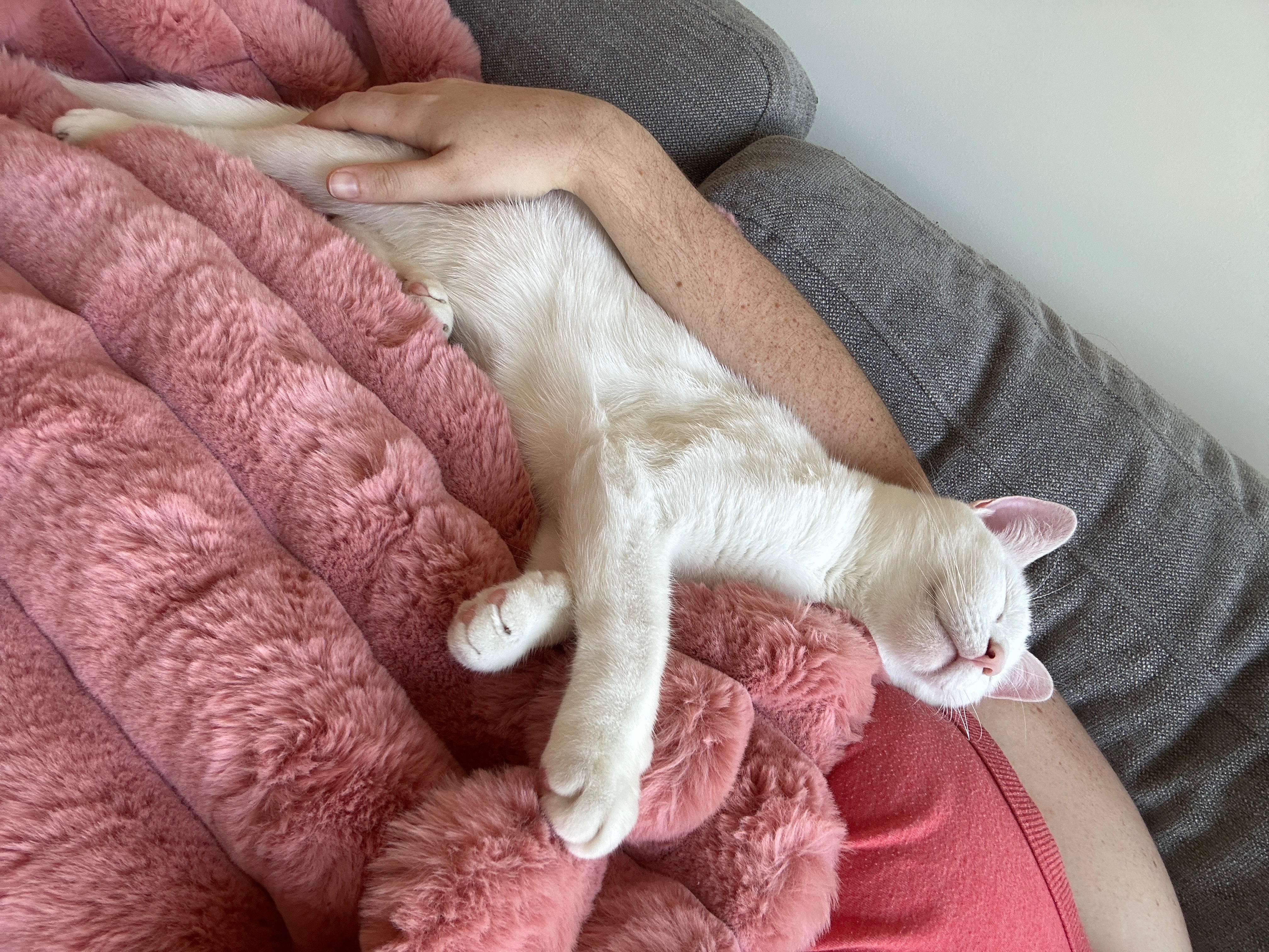 Fundraiser by Alex Beall : Support Oscar's Journey to a Pain-Free Life