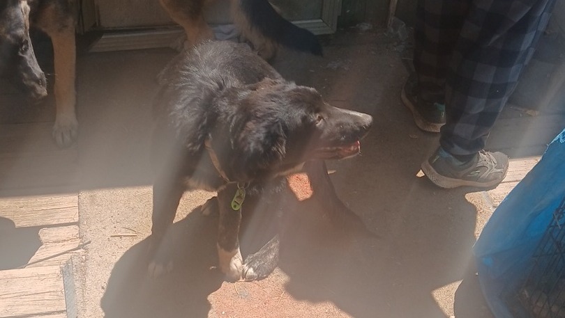 Help David & His Dog Find a Safe Home photo