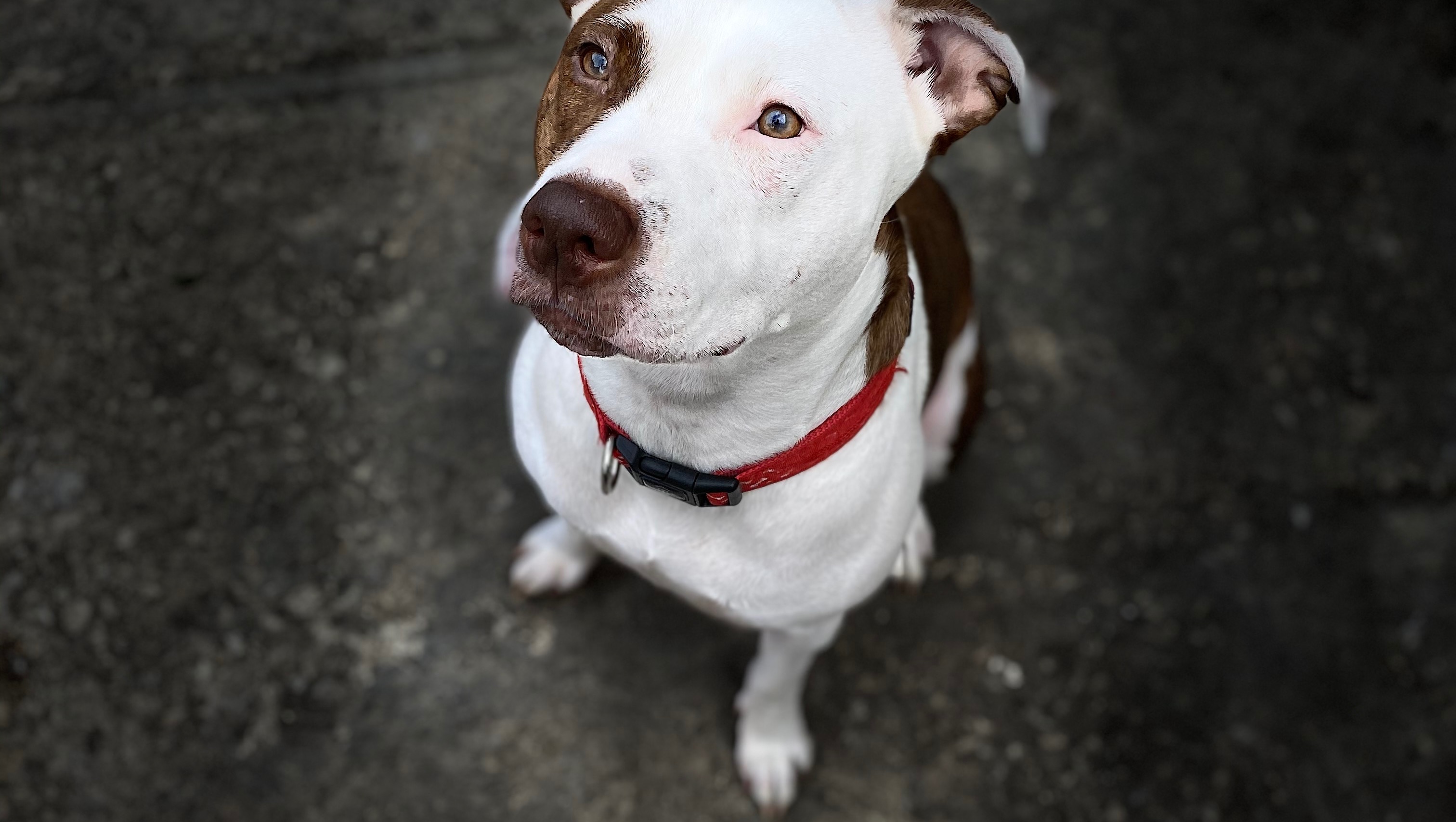 Support Booboo's Tumor Surgery Fund photo