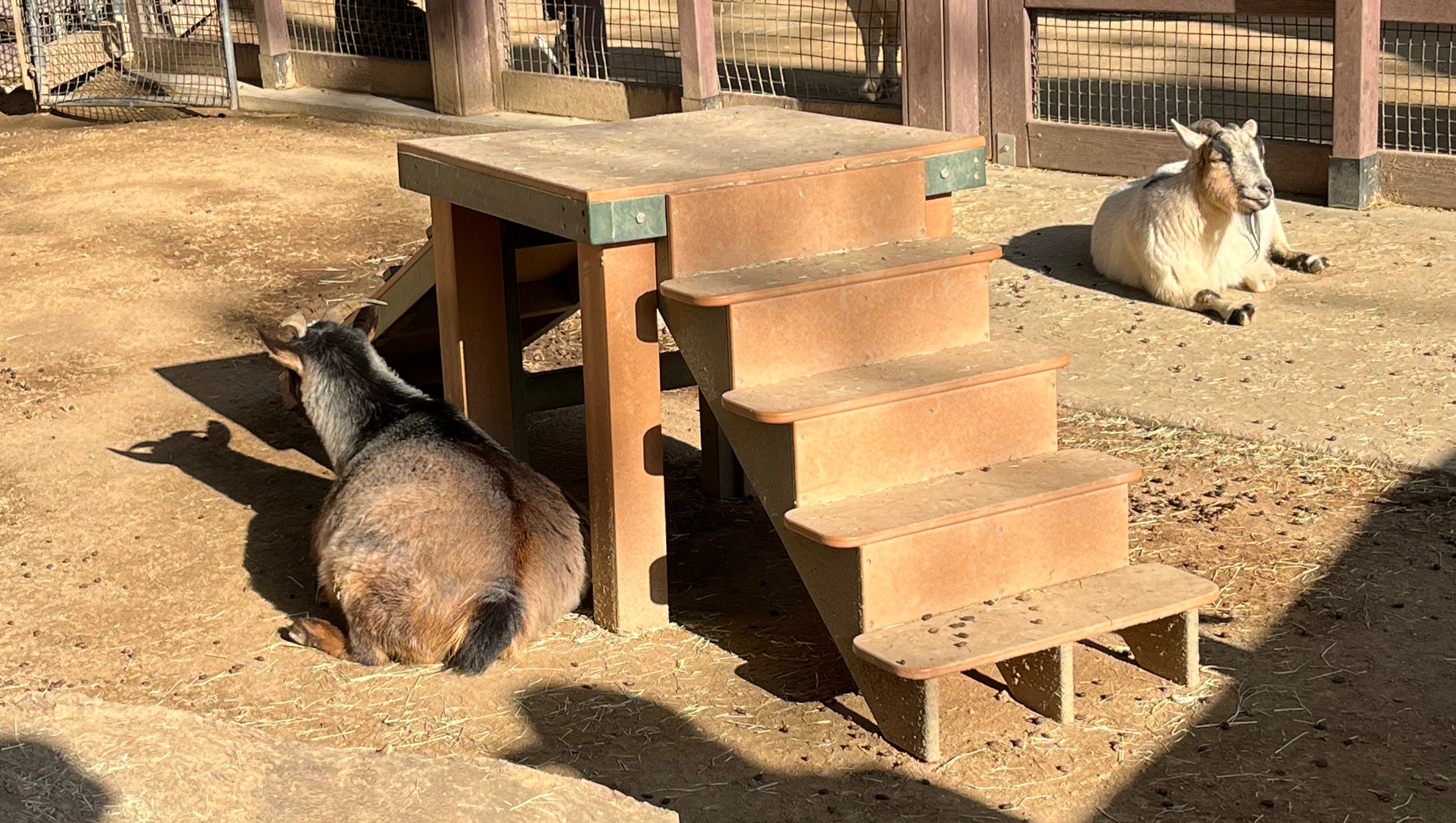 Fundraiser by Daniel Dennies : Help Joshua Build a Goat Ramp at OC Zoo