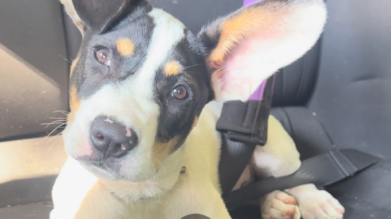 Help Me Keep Rio’s Memory Alive photo