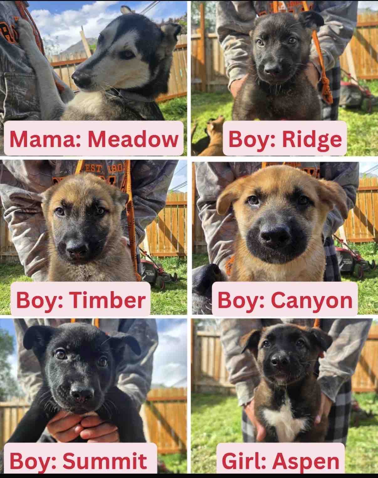 Support Ridge and His Littermates Fighting Distemper campaign photo, 5 of 8