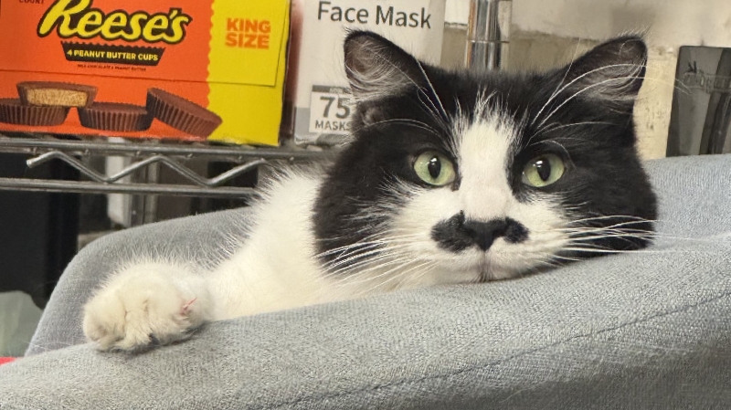 Help Noe, Our Beloved Cat, Fight for Her Life- Noe Hill Mrkt photo