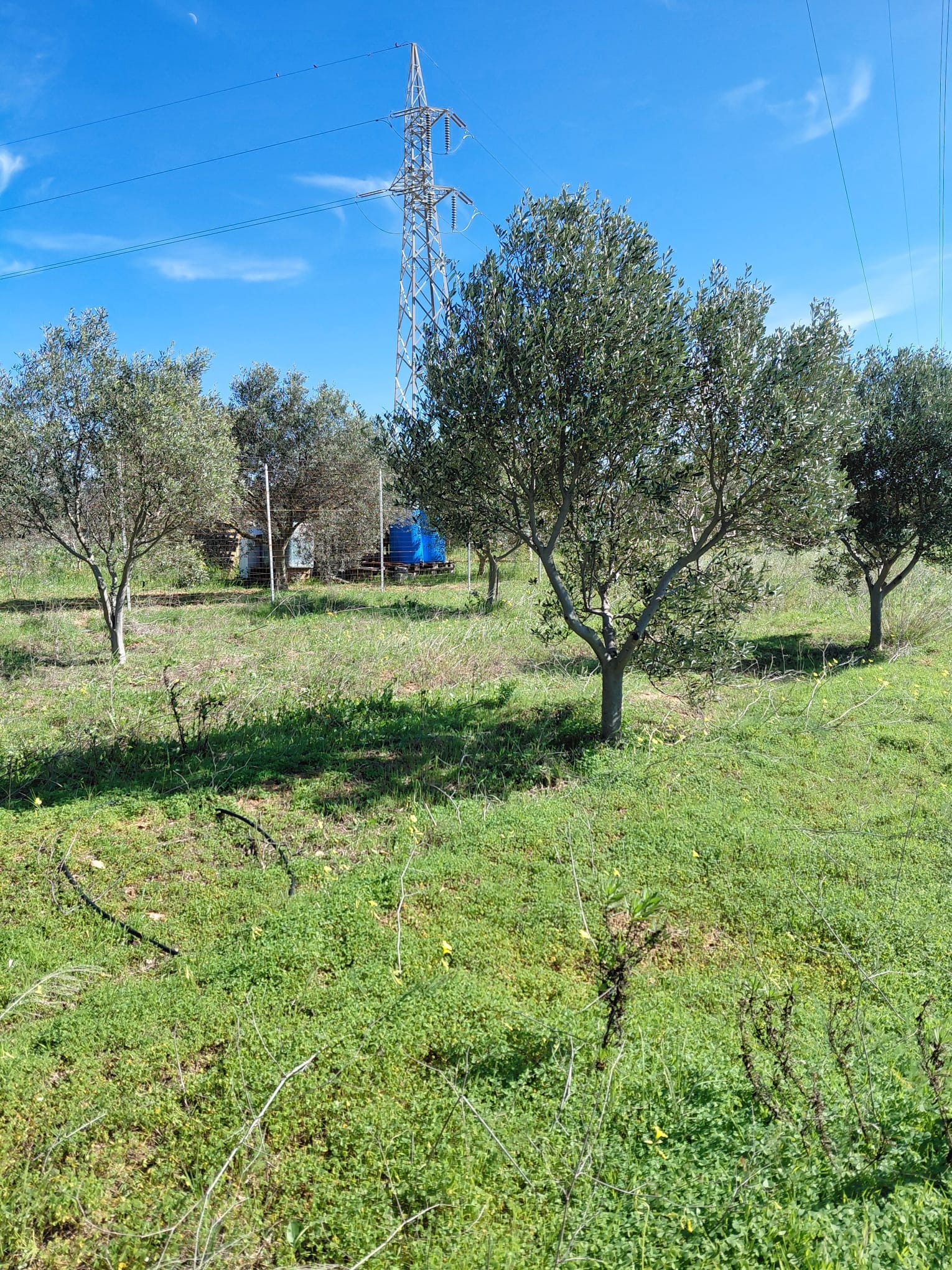 Foto della campagna "Il mondo: una foglia appesa all'albero dell'universo", 4 di 8