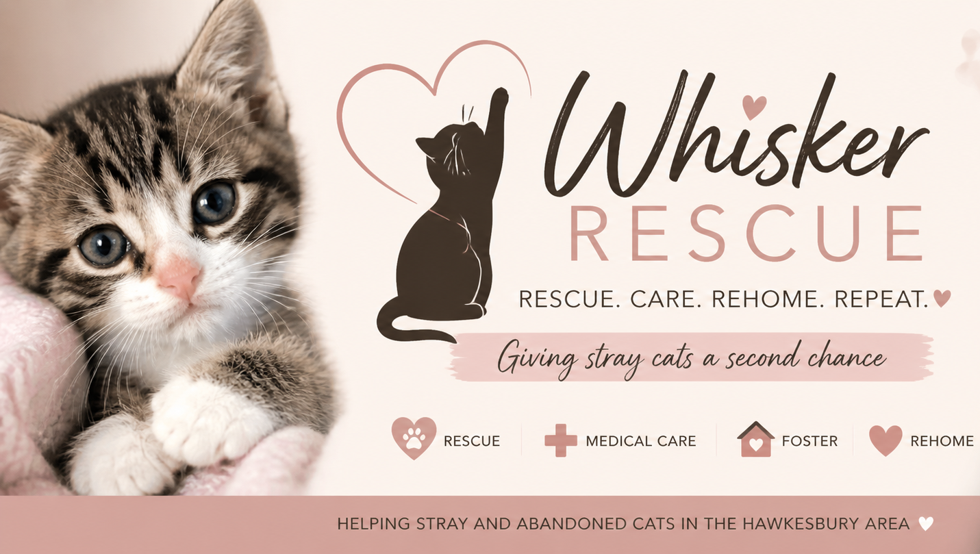 Help Save Stray Cats with Whisker Rescue photo