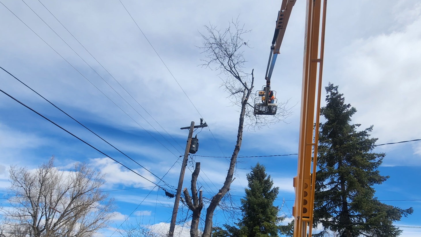 Help Save My Community Tree Service photo