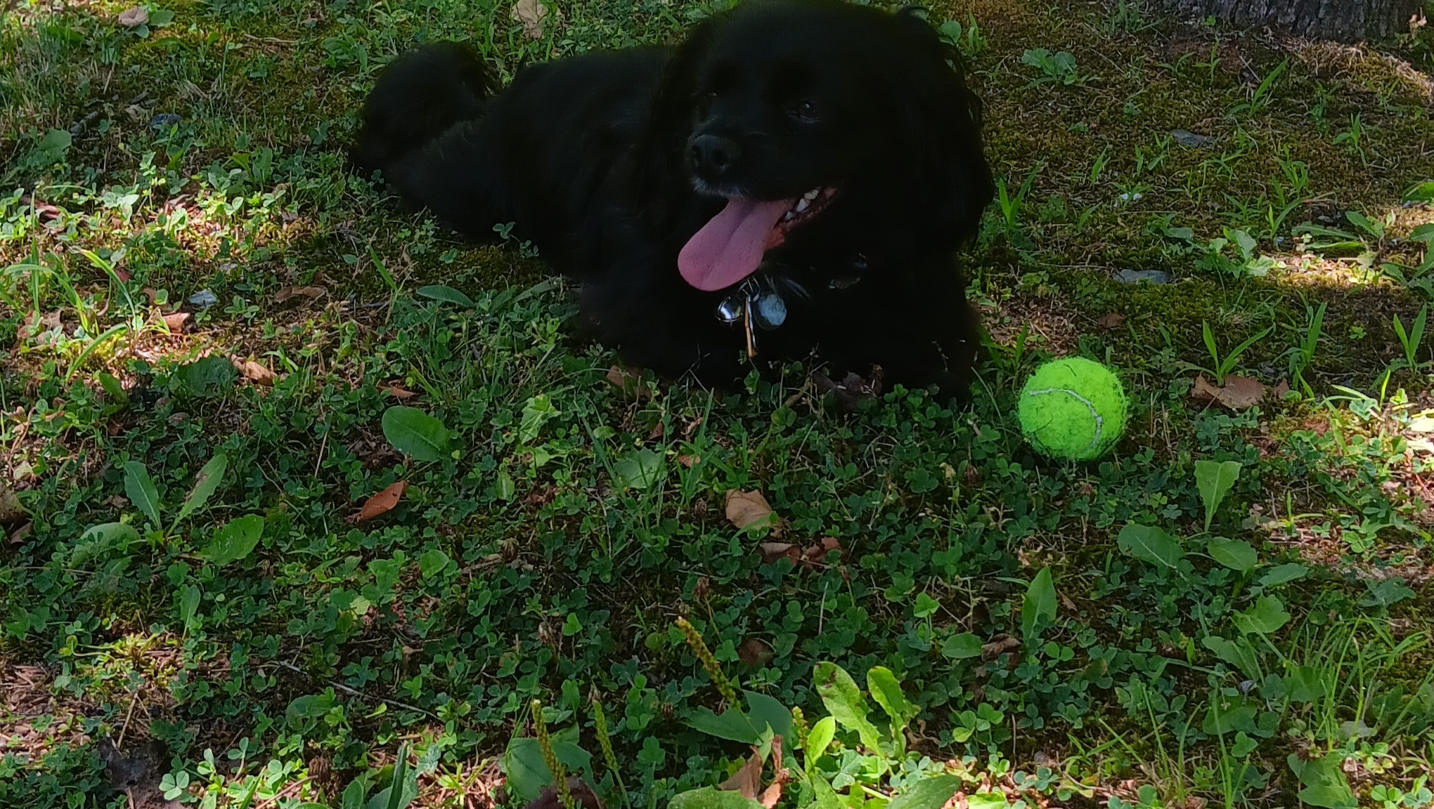 Help Heather Find a Safe Home for me and my small dog..   photo