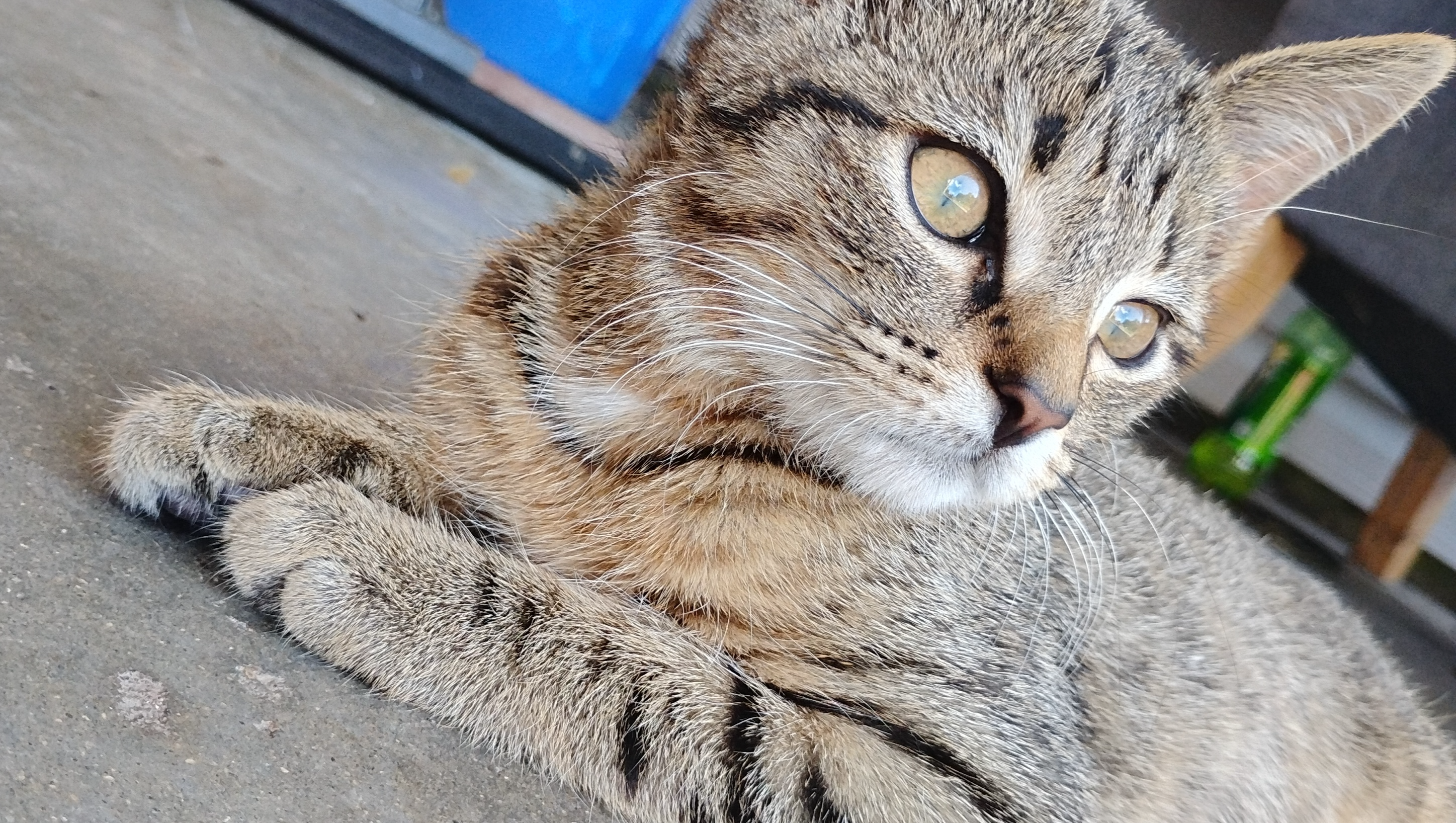 Support Trey and His Beloved Cat Through Hard Times photo