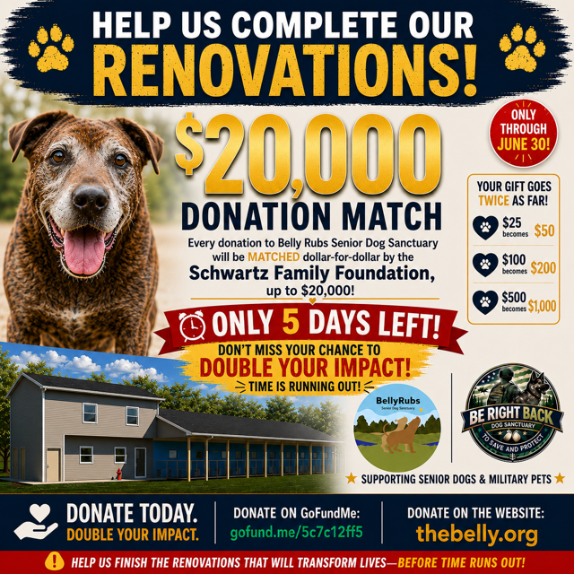 Save Dogs of Deployed Military Personnel: BRB Dog Sanctuary campaign photo, 6 of 8