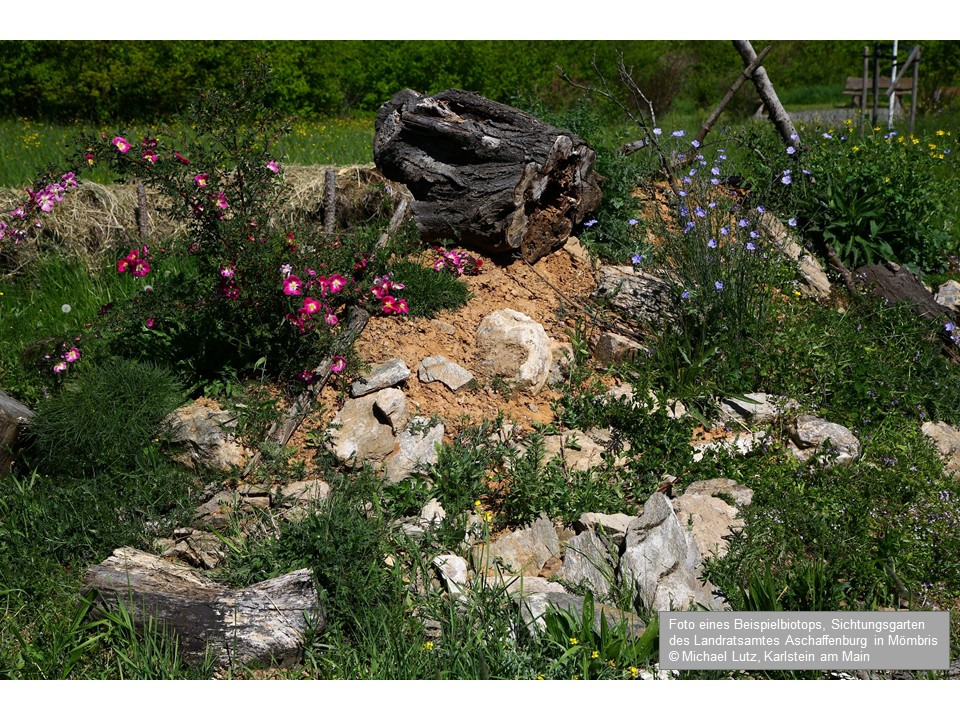 Umgestaltung eines alten Friedhofs in ein Naturparadies campaign photo, 4 of 8