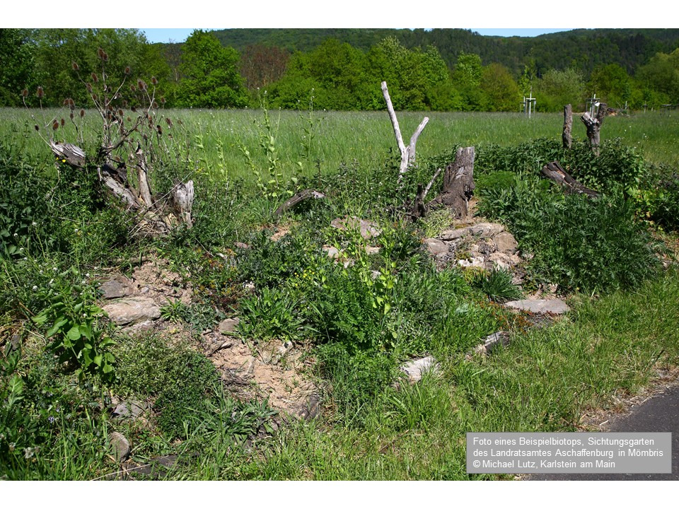 Umgestaltung eines alten Friedhofs in ein Naturparadies campaign photo, 5 of 8