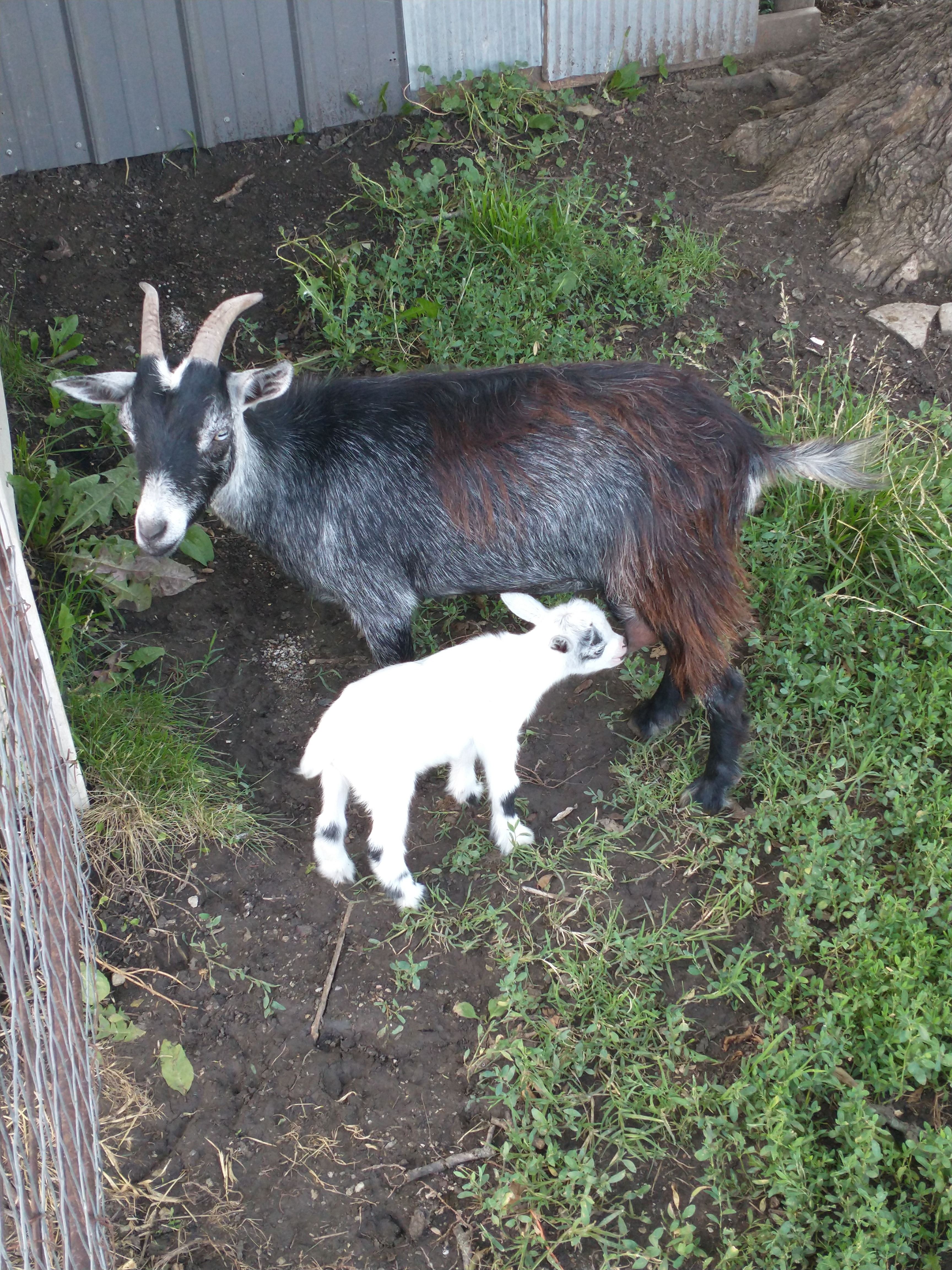 ❤ Support Stephens Goat Ranch ❤ campaign photo, 6 of 7