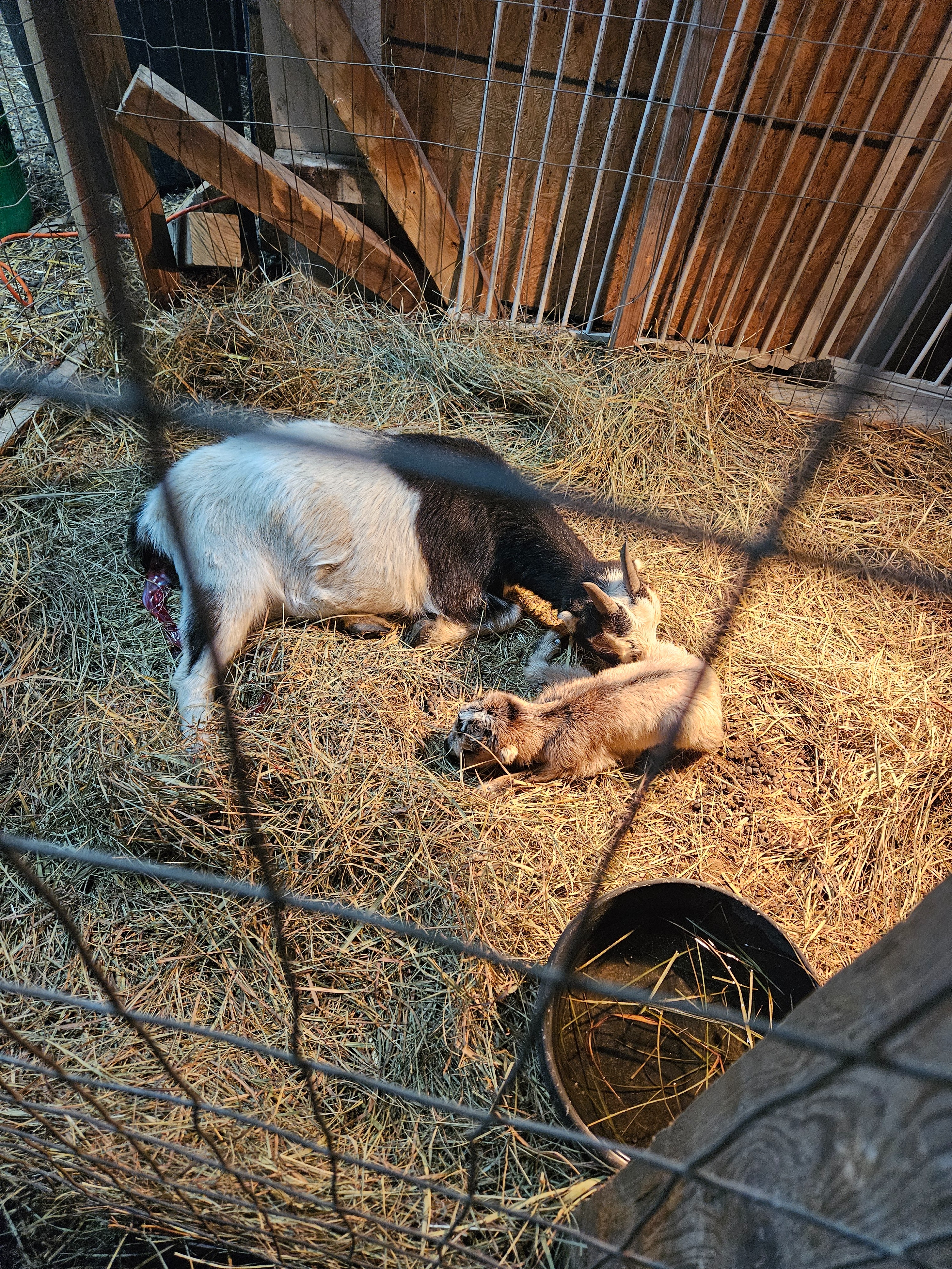 ❤ Support Stephens Goat Ranch ❤ campaign photo, 4 of 7