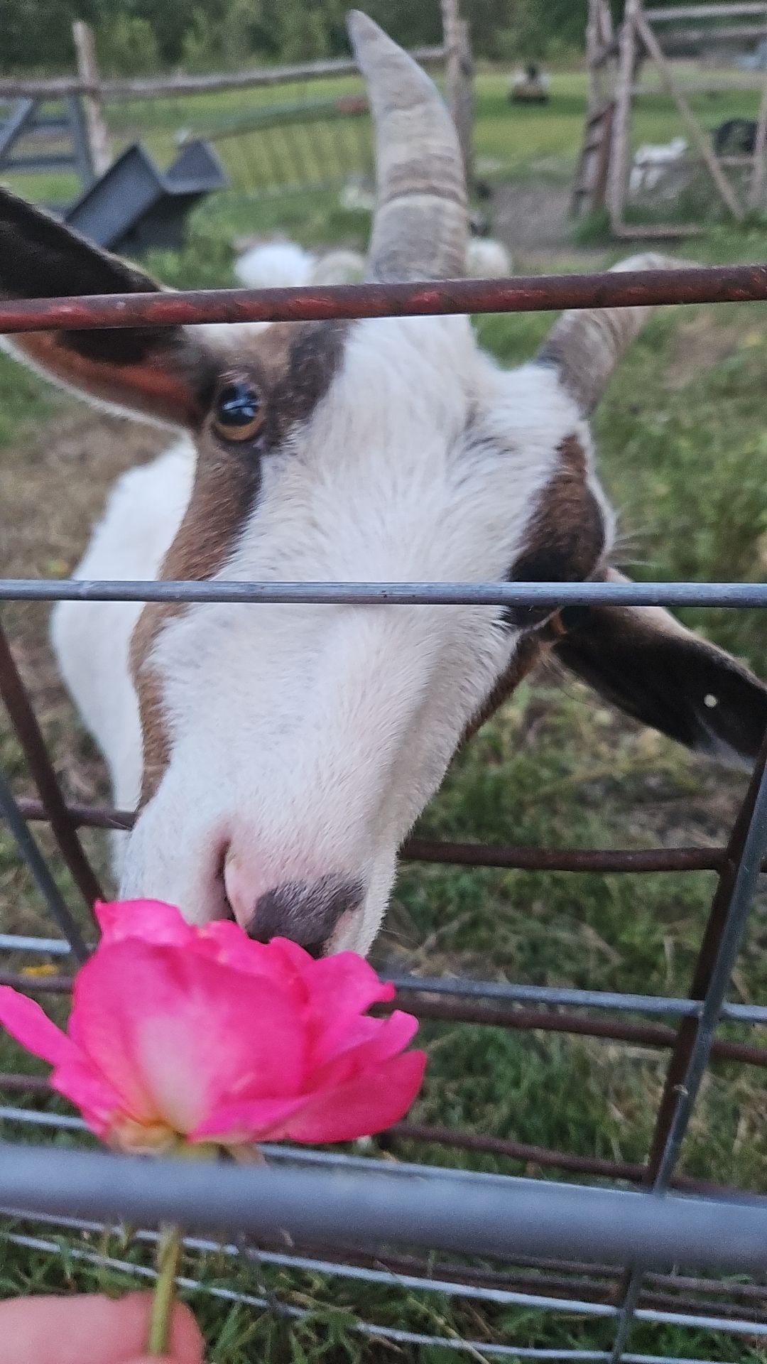 ❤ Support Stephens Goat Ranch ❤ campaign photo, 5 of 7