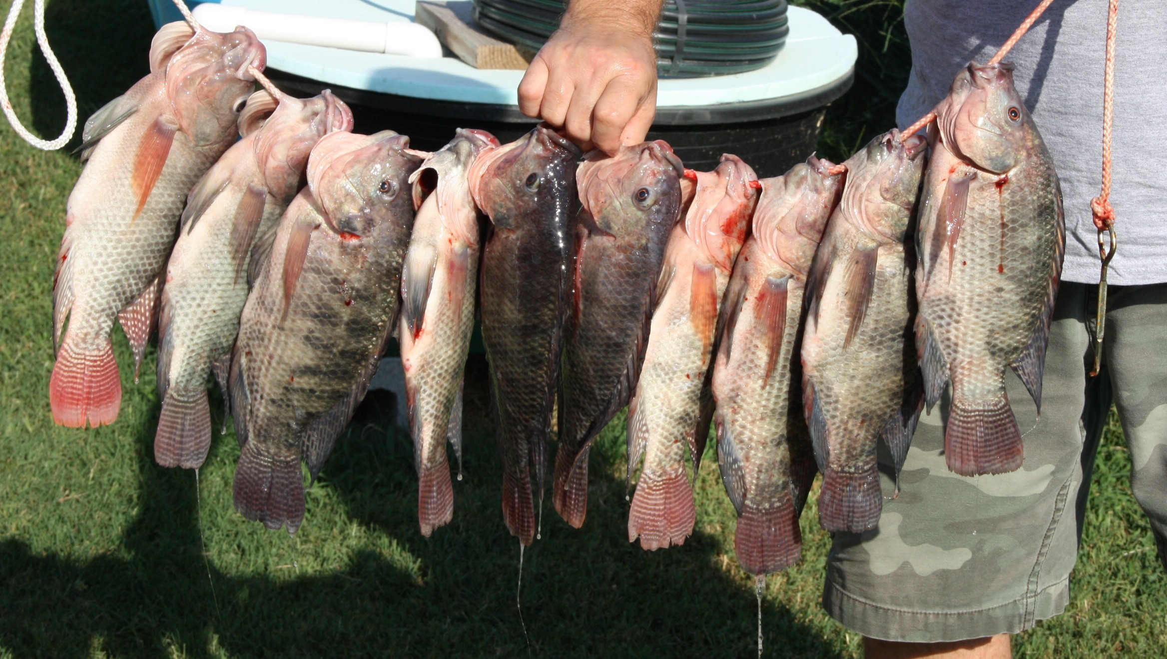 Help Paul Create a Backyard Tilapia Guide photo