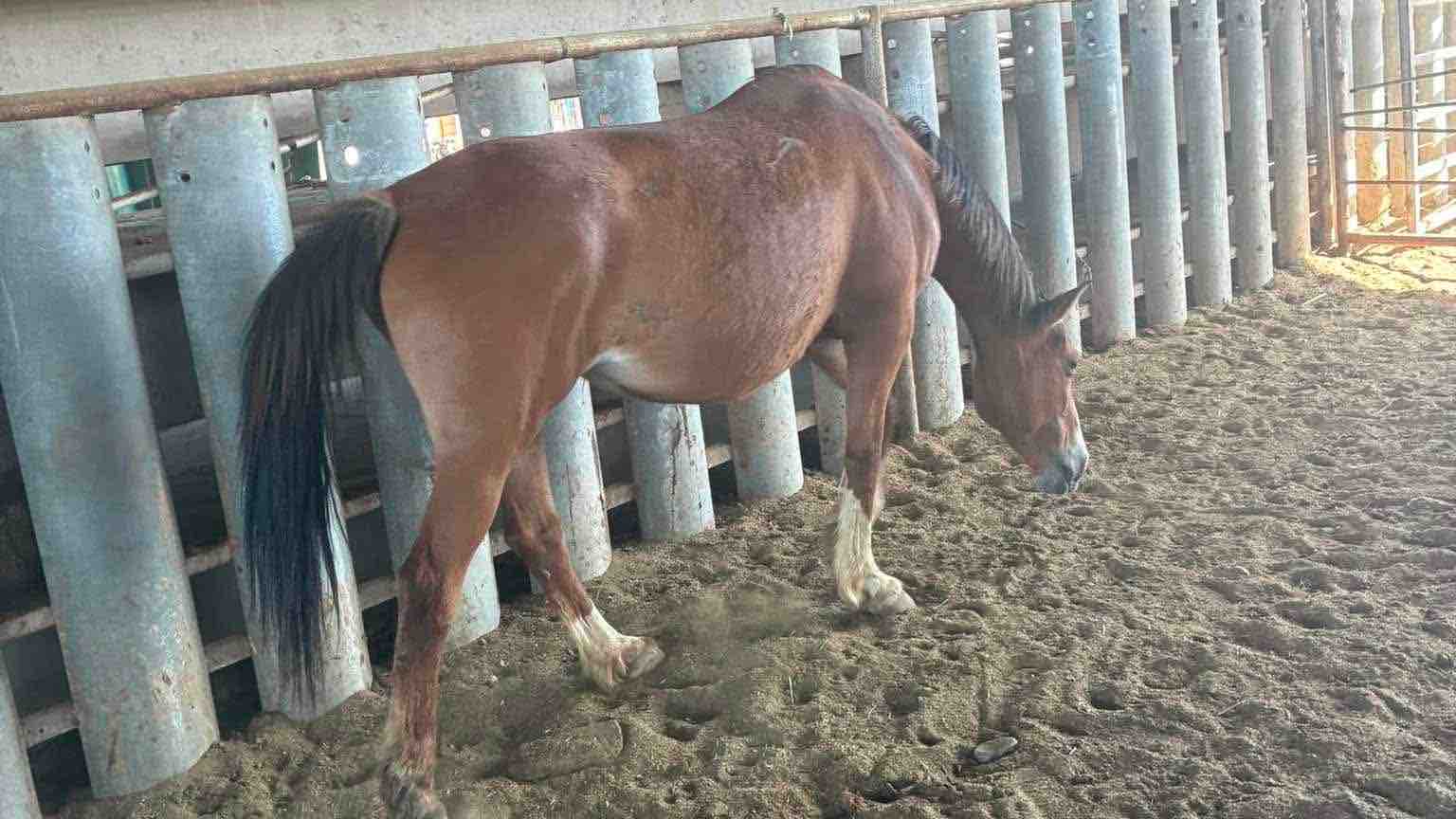 Rescue and ongoing care for a Pregnant Mustang from kill Pen photo
