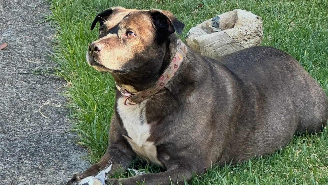Help Save My Dog – Urgent Help Molly photo