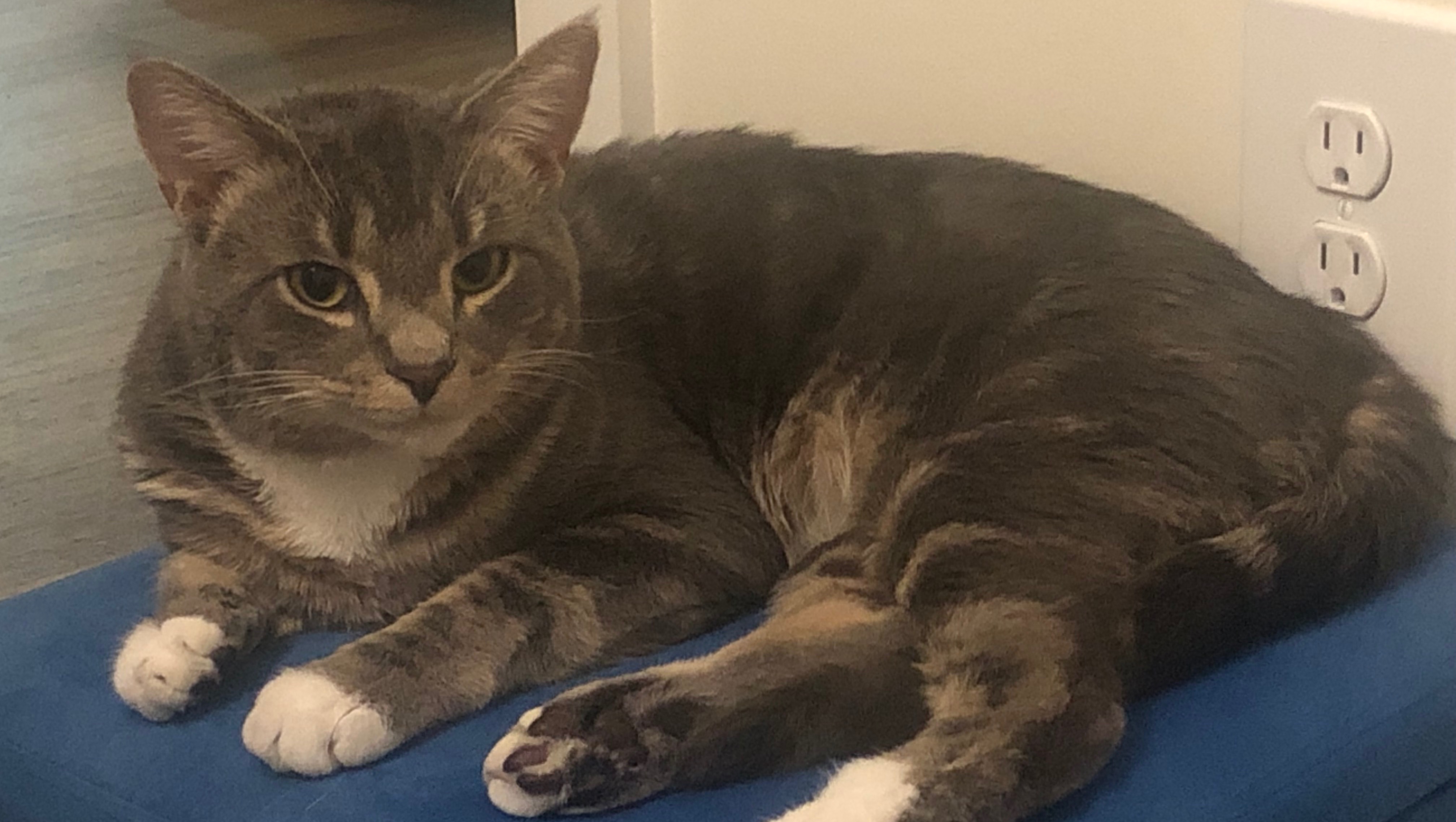 Help Chestnut & Anisa Heal Together photo
