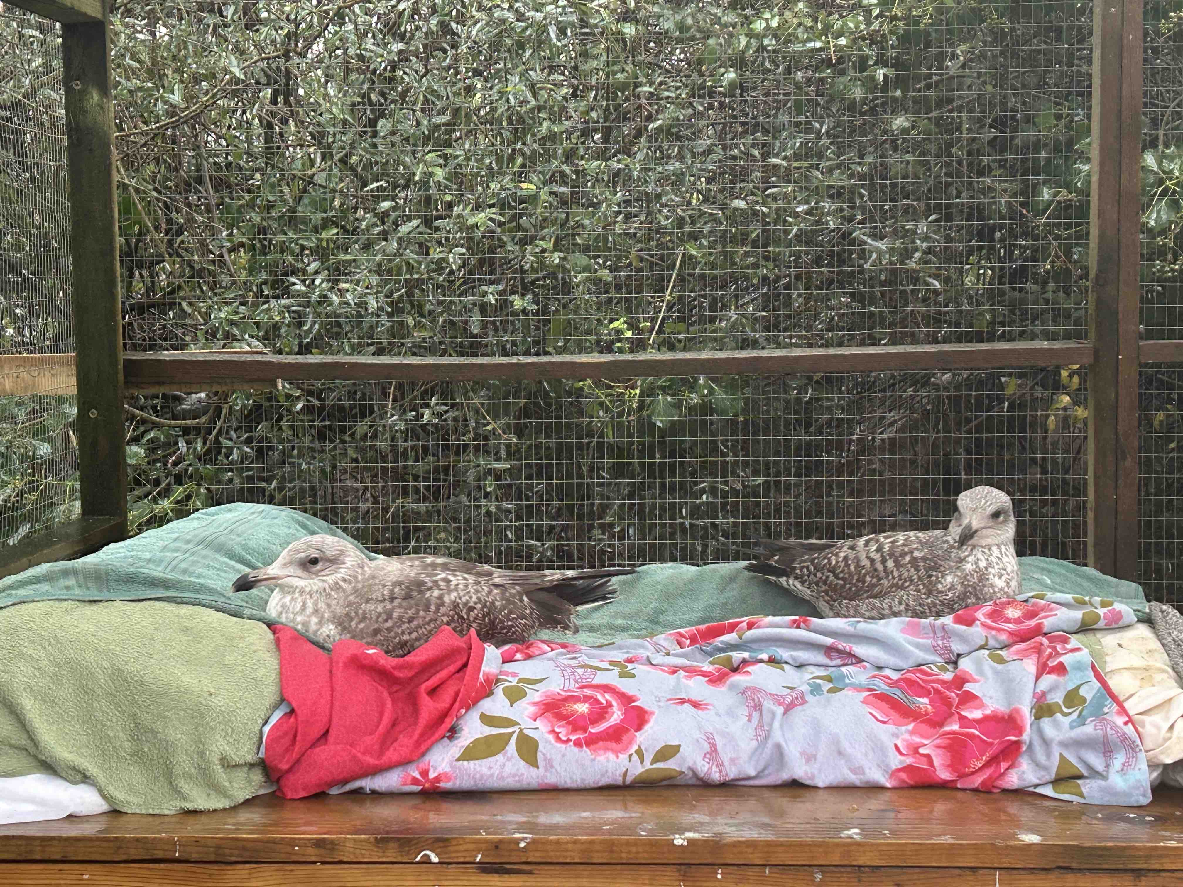 Emergency Appeal - over 100 Birds Are Losing Their Only Home campaign photo, 5 of 6