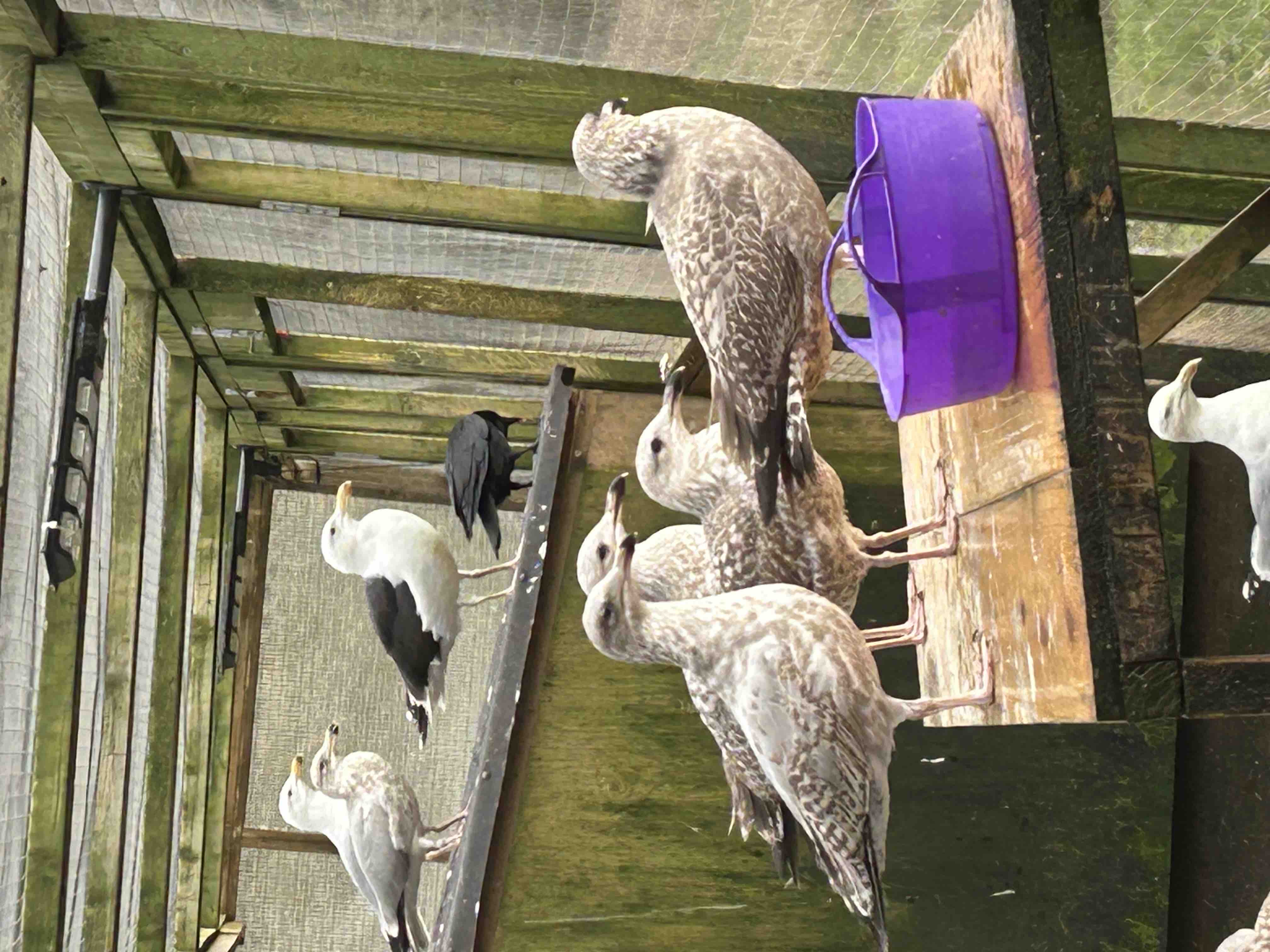 Emergency Appeal - over 100 Birds Are Losing Their Only Home campaign photo, 2 of 6