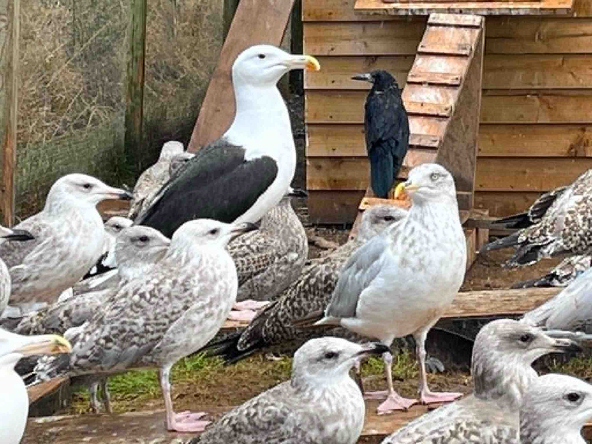 Emergency Appeal - over 100 Birds Are Losing Their Only Home campaign photo, 4 of 6