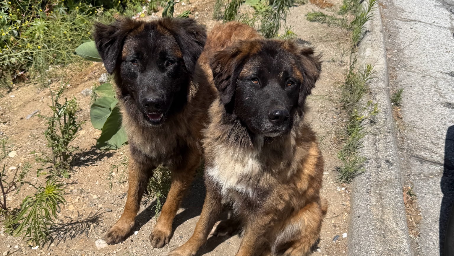 Help Save Abandoned Freeway Dogs photo