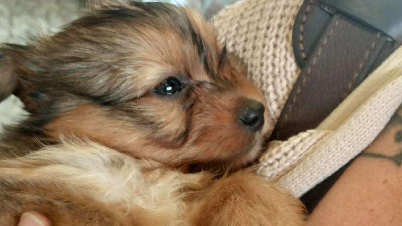 Support Buttercup’s Journey to a Happy, Healthy Life!! photo