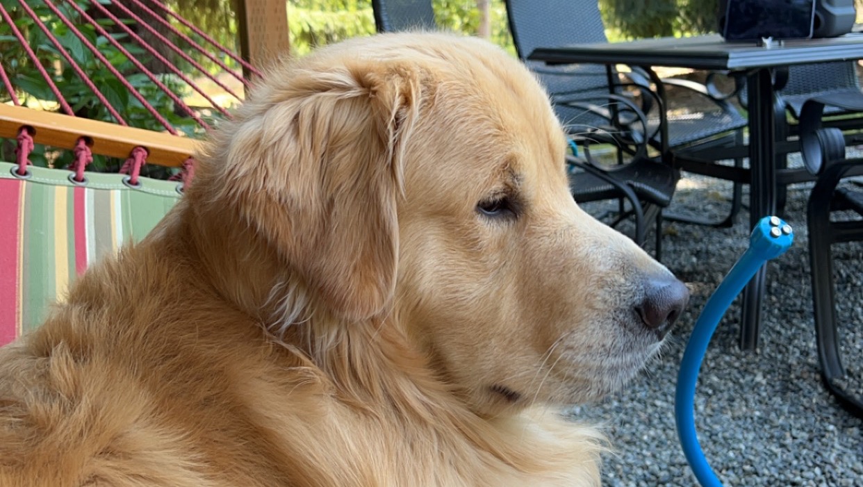 Help Zeus Winston Fight Lymphoma photo