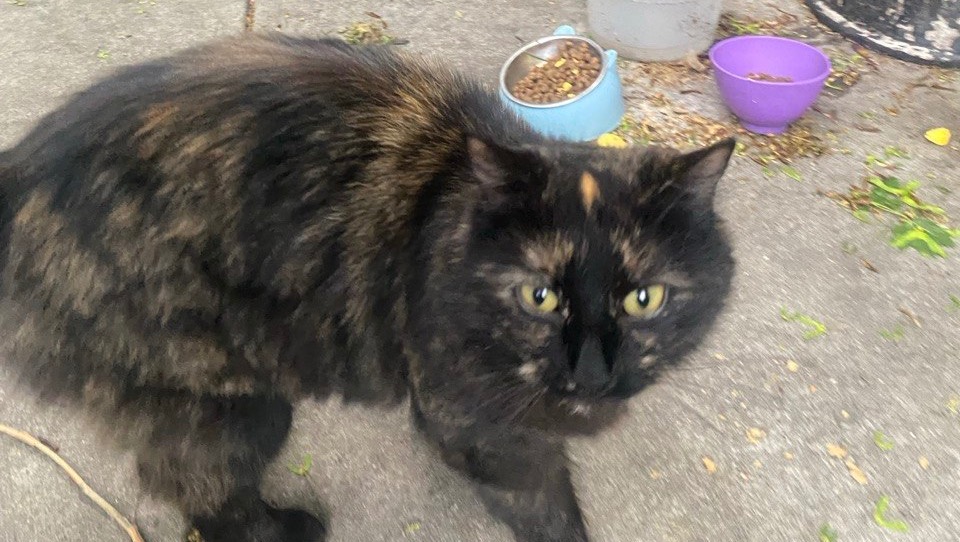 Help Stray Cats in Our Building photo