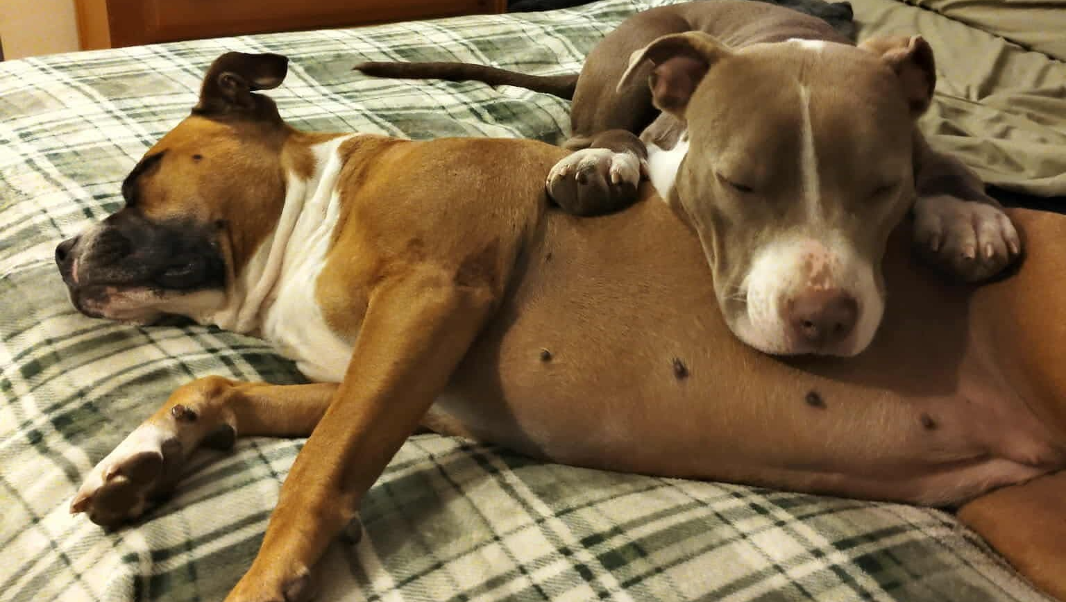 Help Stevie with Penny & Gus's Memorial photo