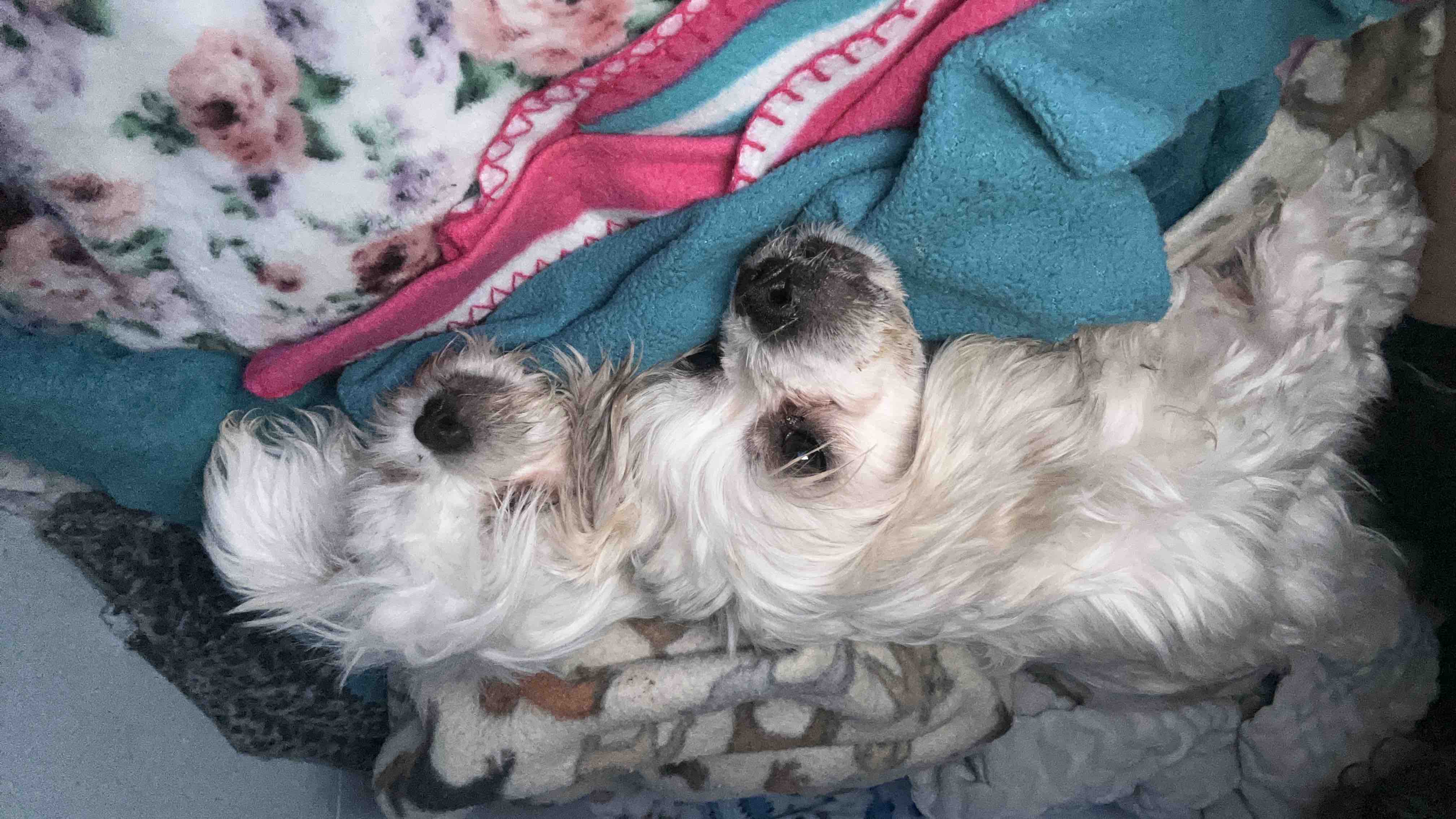 Help My 8 Rescued Dogs Survive Parvo photo