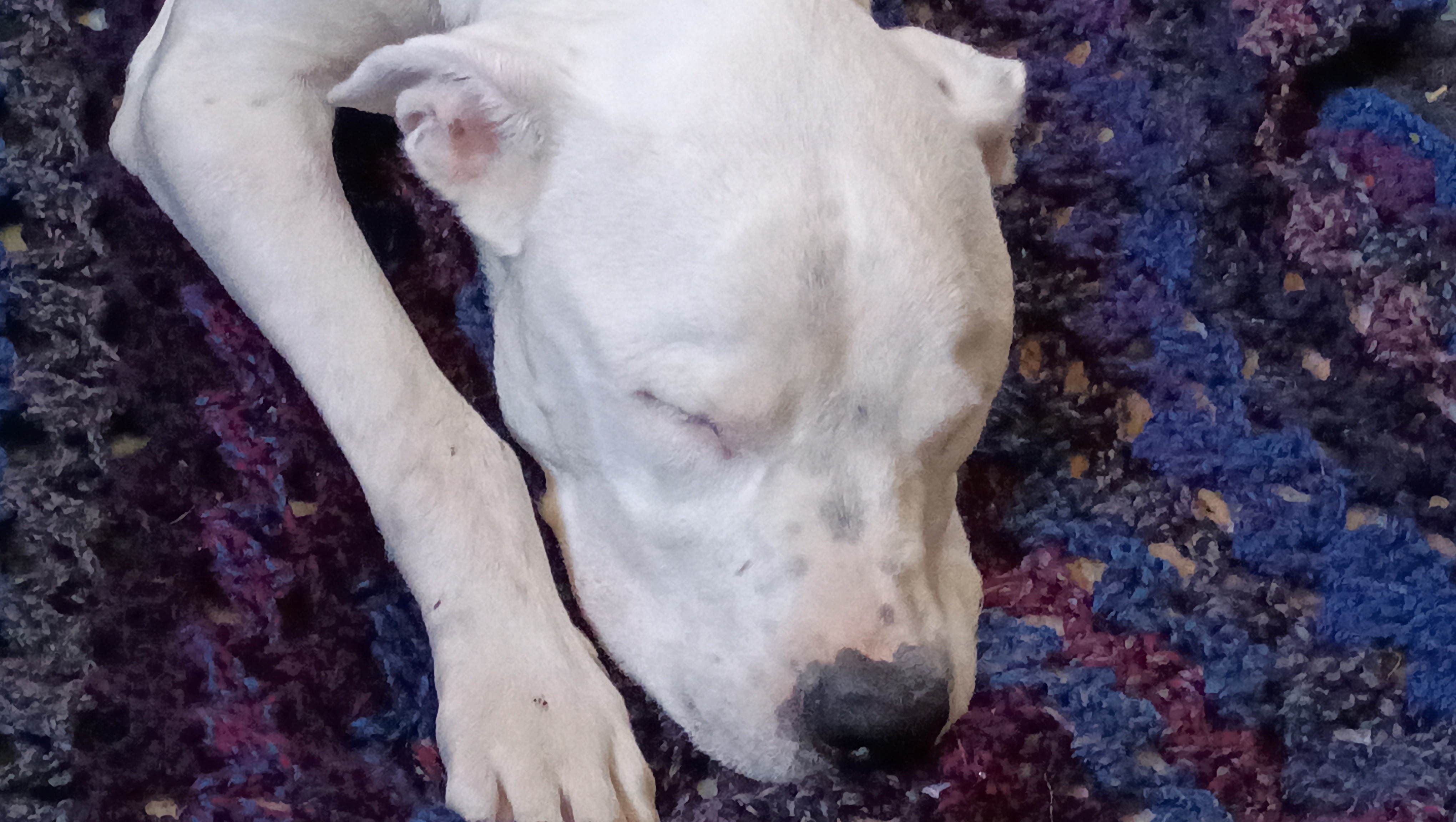 Support a Safe Haven for Stray Dogs photo