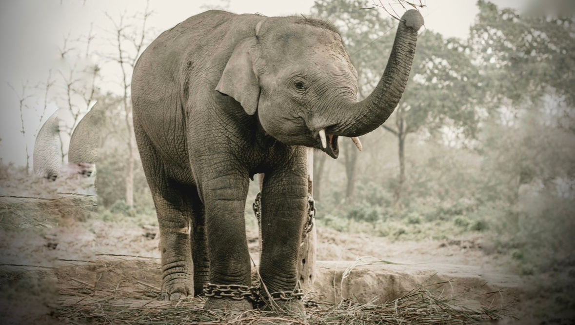 A Journey for Them: Helping Rescued Elephants & Stray Dogs photo