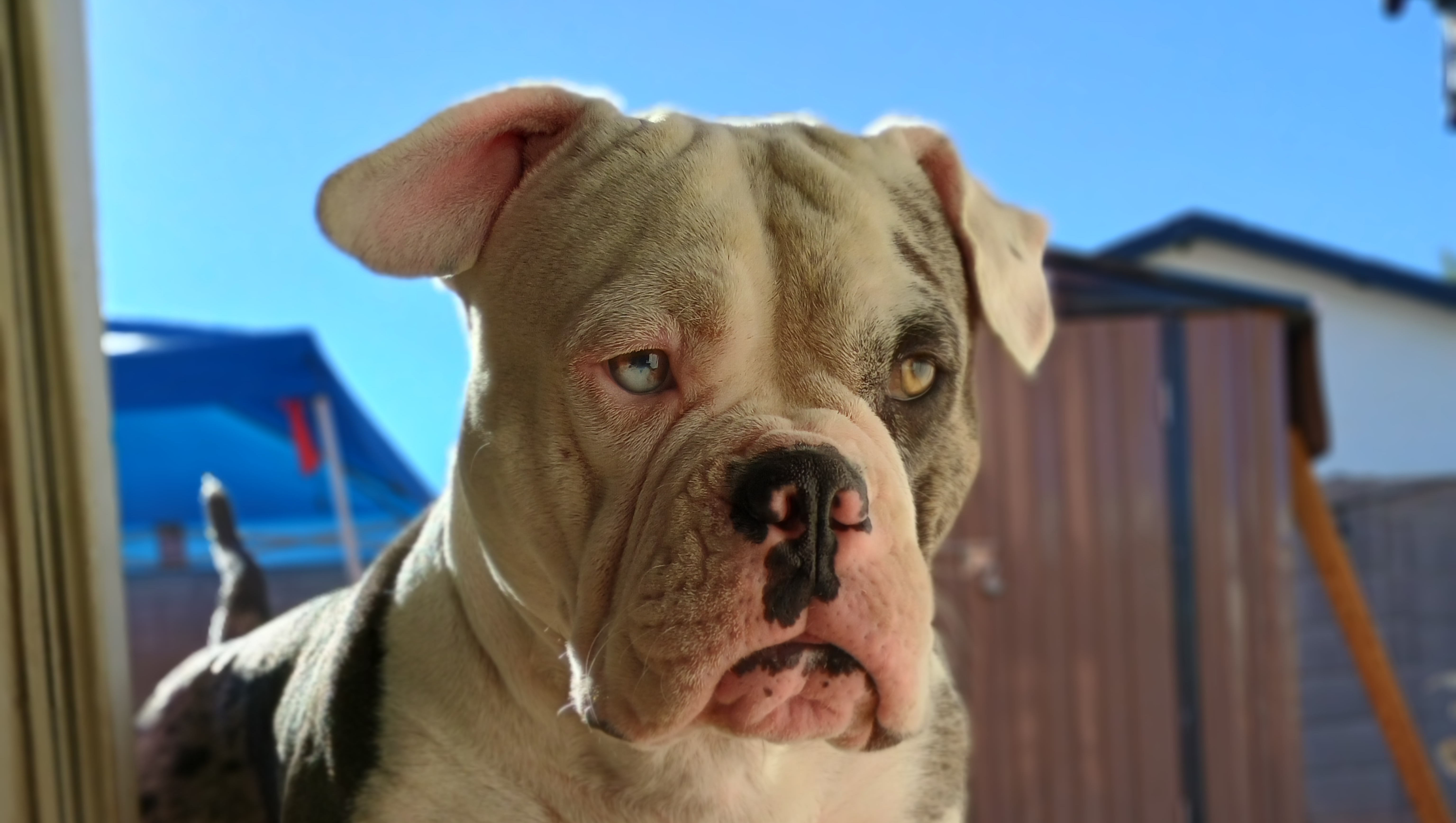 Help Storm Get Life-Saving Surgery photo