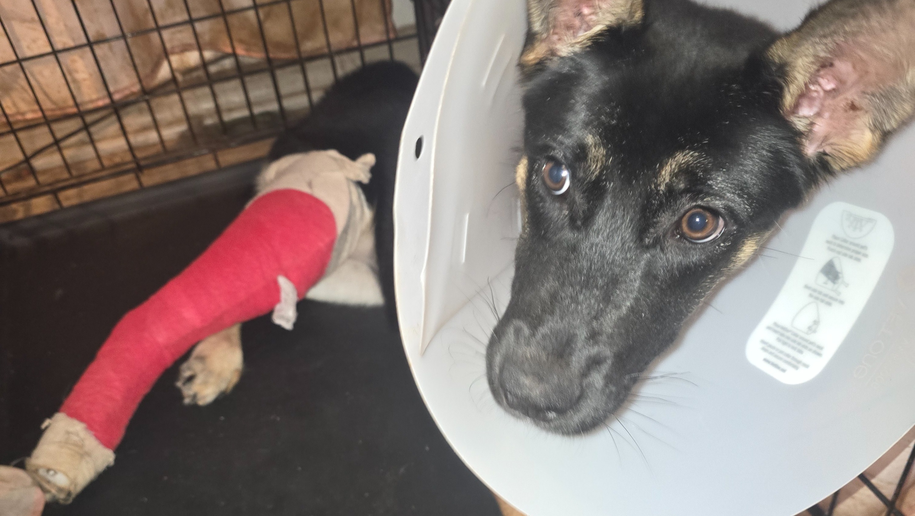 Help Maki have a chance to live a healthy life. photo