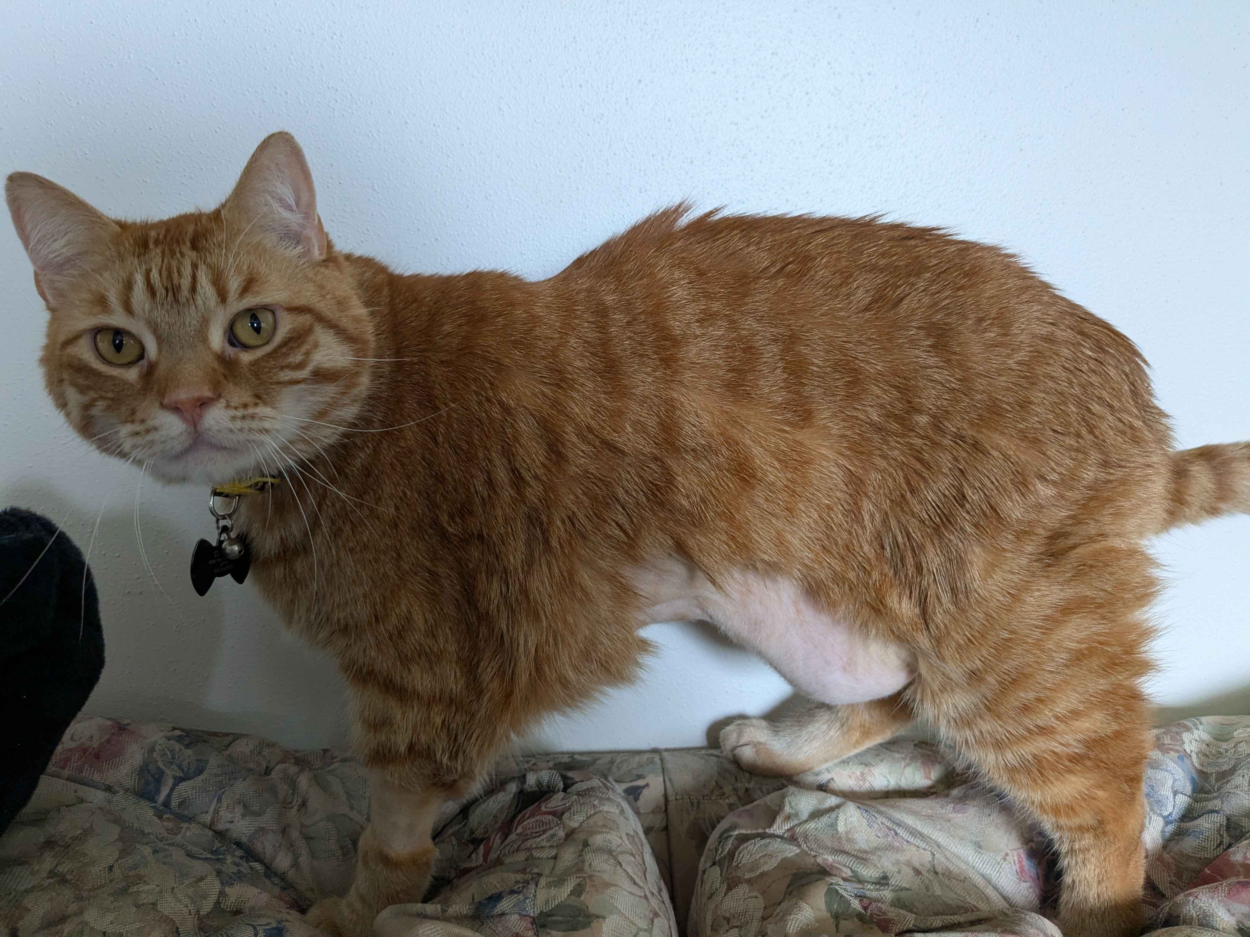Dunkin's Emergency Surgery Fund campaign photo, 5 of 7