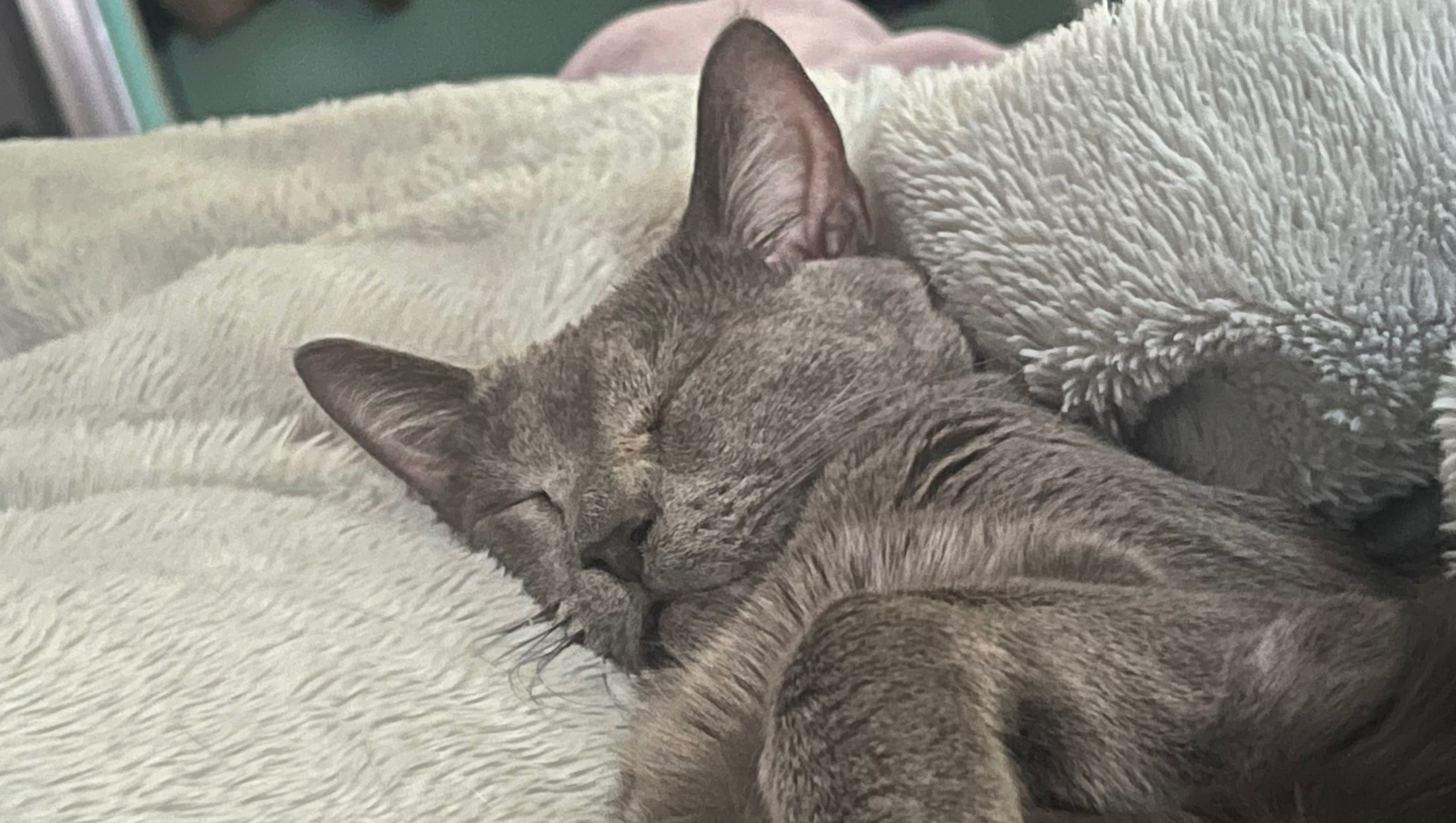 Help Fonzie Get Life-Saving Surgery photo