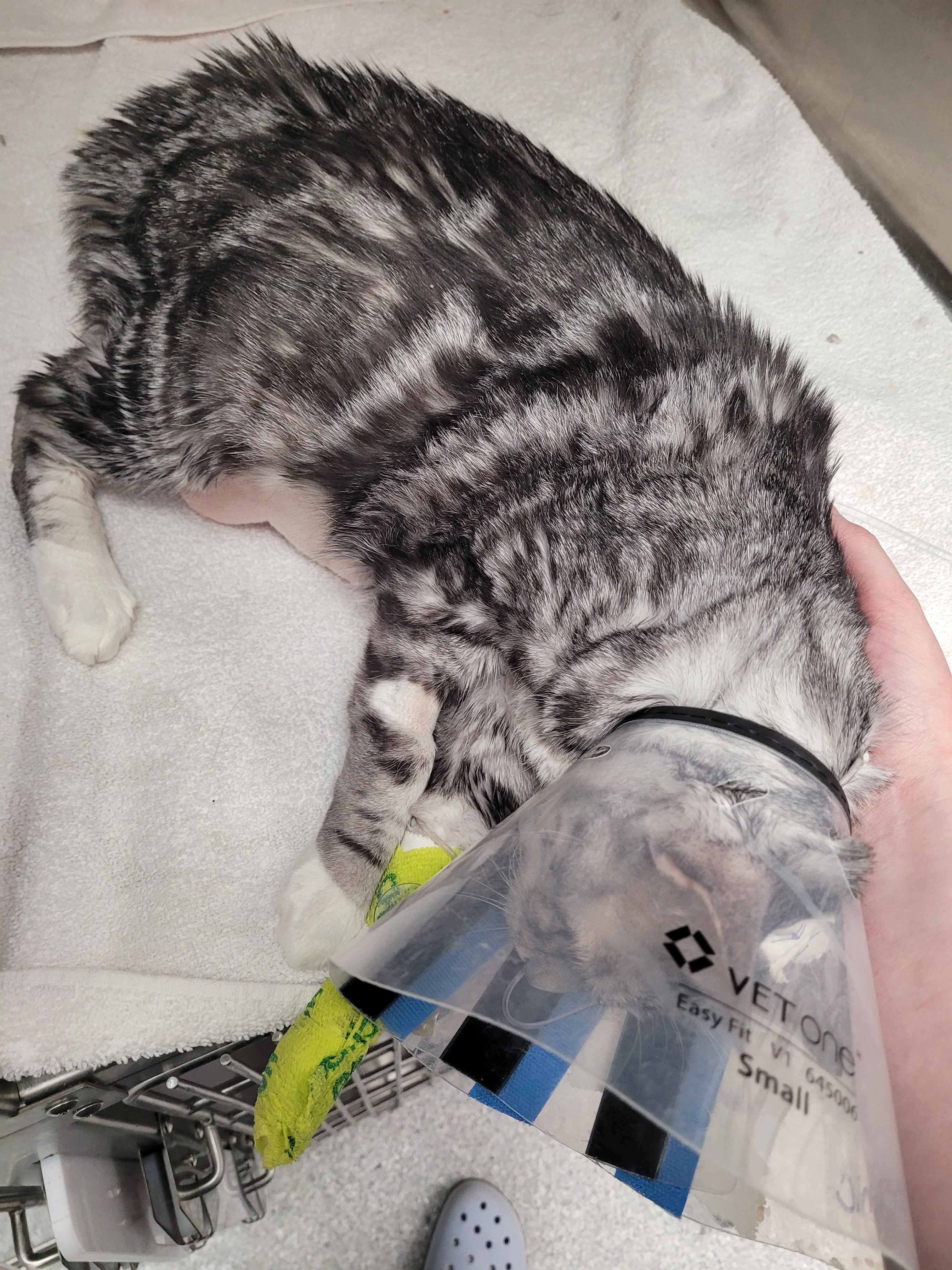 Aid for Apollo’s Recovery and Vet Bills campaign photo, 4 of 8