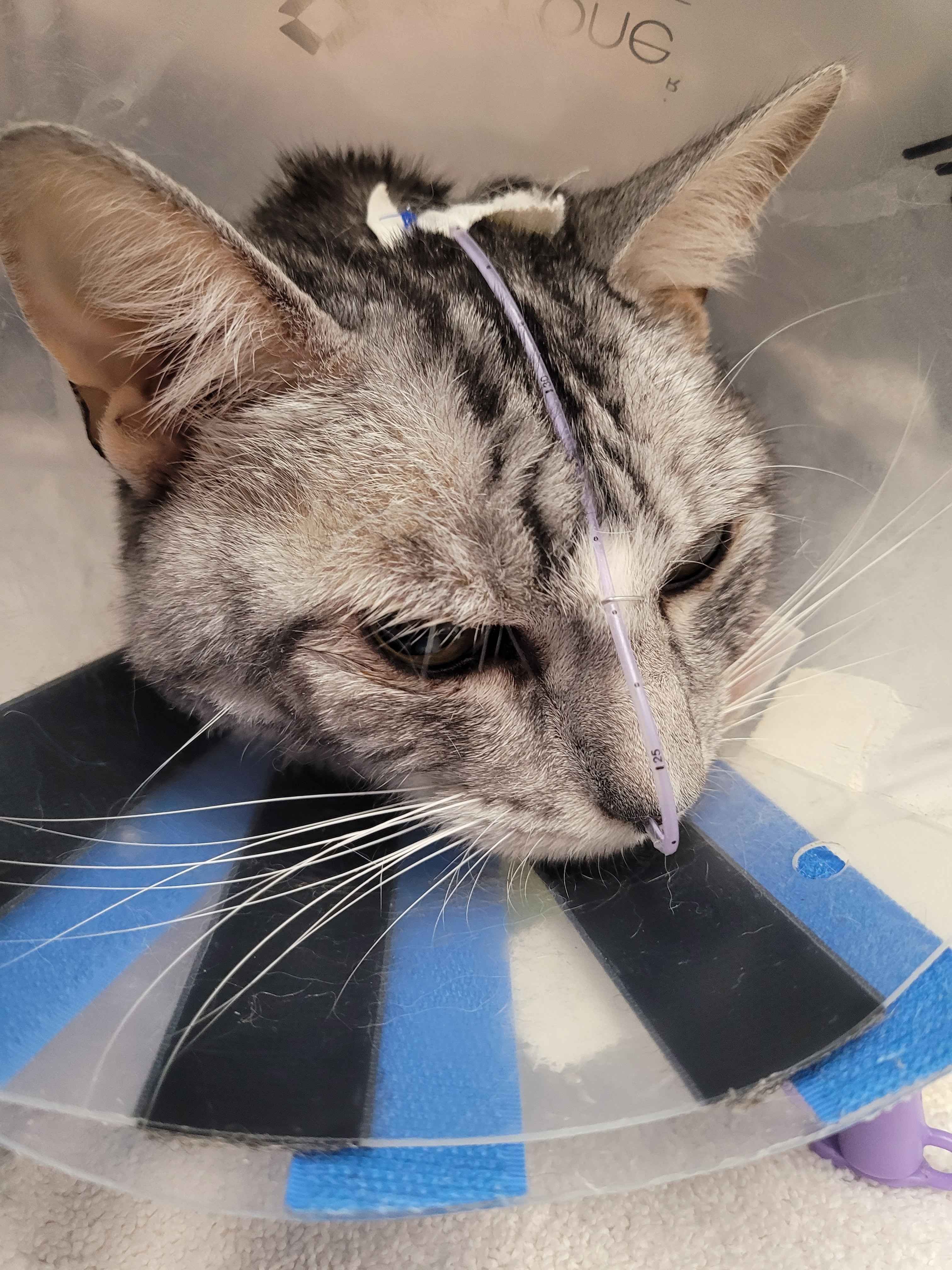Aid for Apollo’s Recovery and Vet Bills campaign photo, 6 of 8