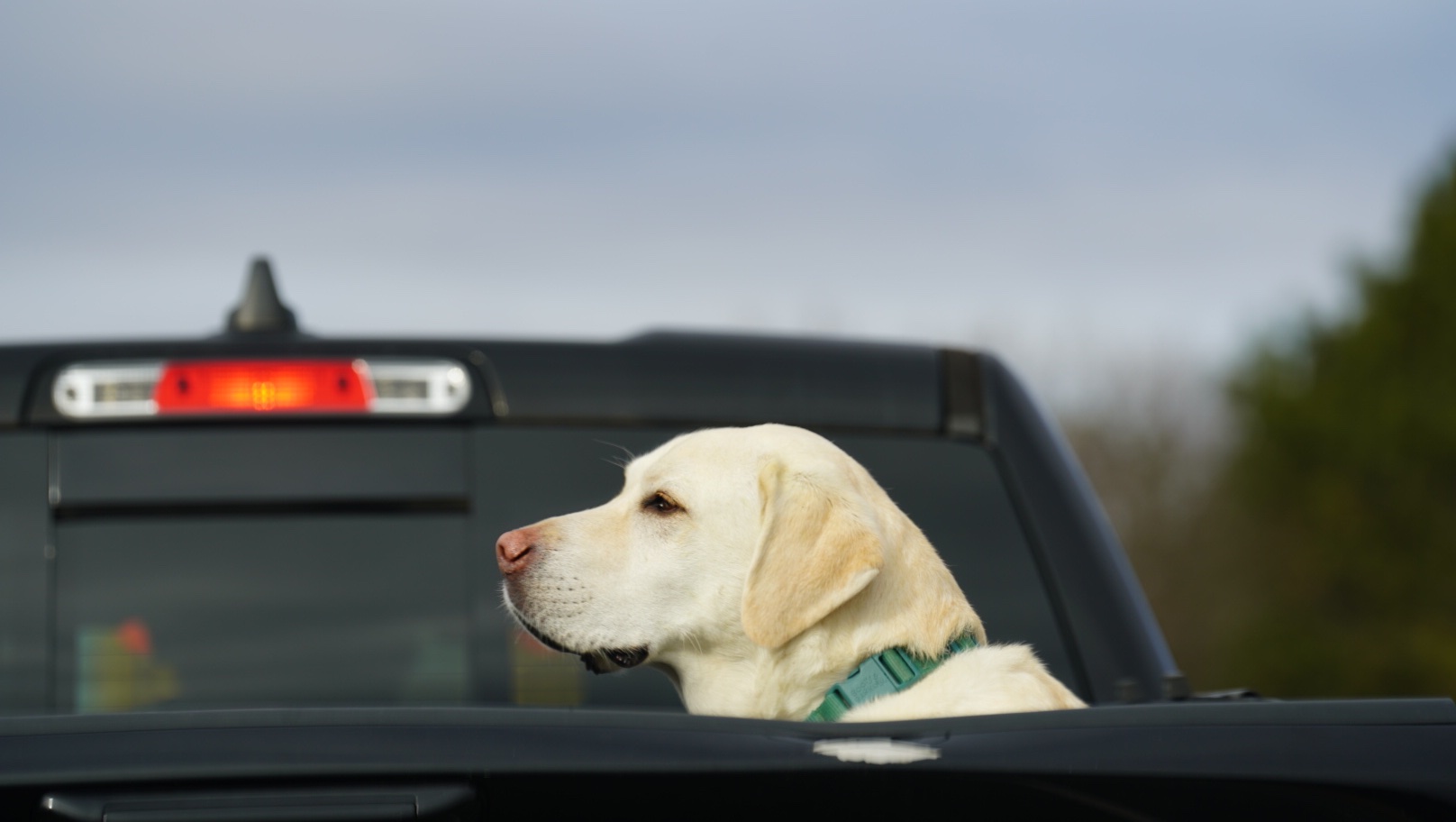 Help Our Pup Get Life-Saving Surgery photo