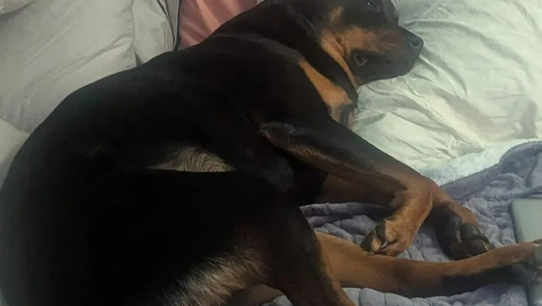 Help Gus Walk Again: Surgery & Recovery photo
