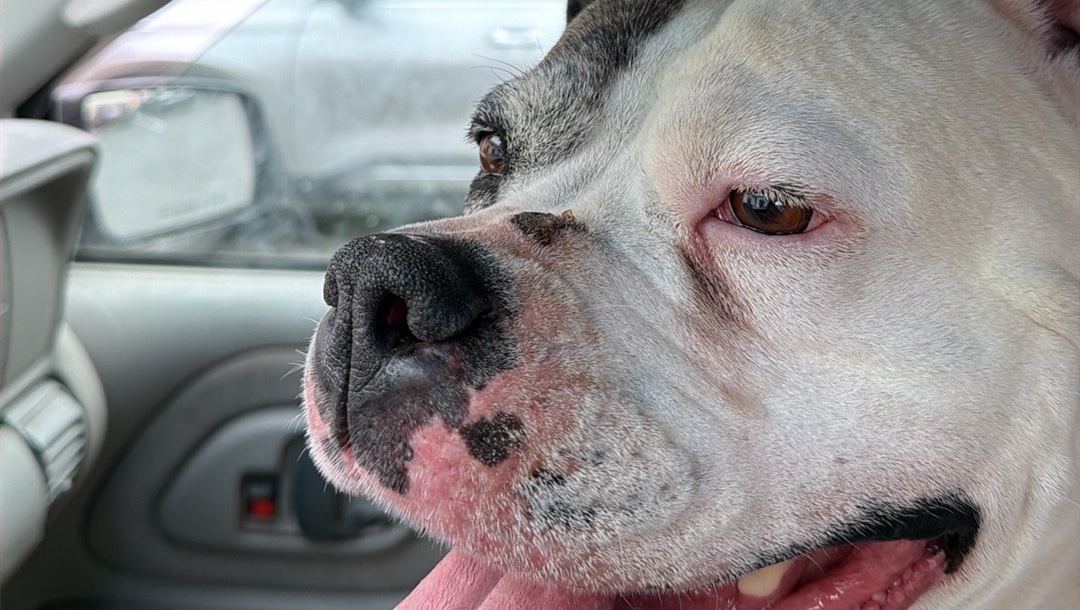 Help Mocha Get Life-Saving Surgery photo